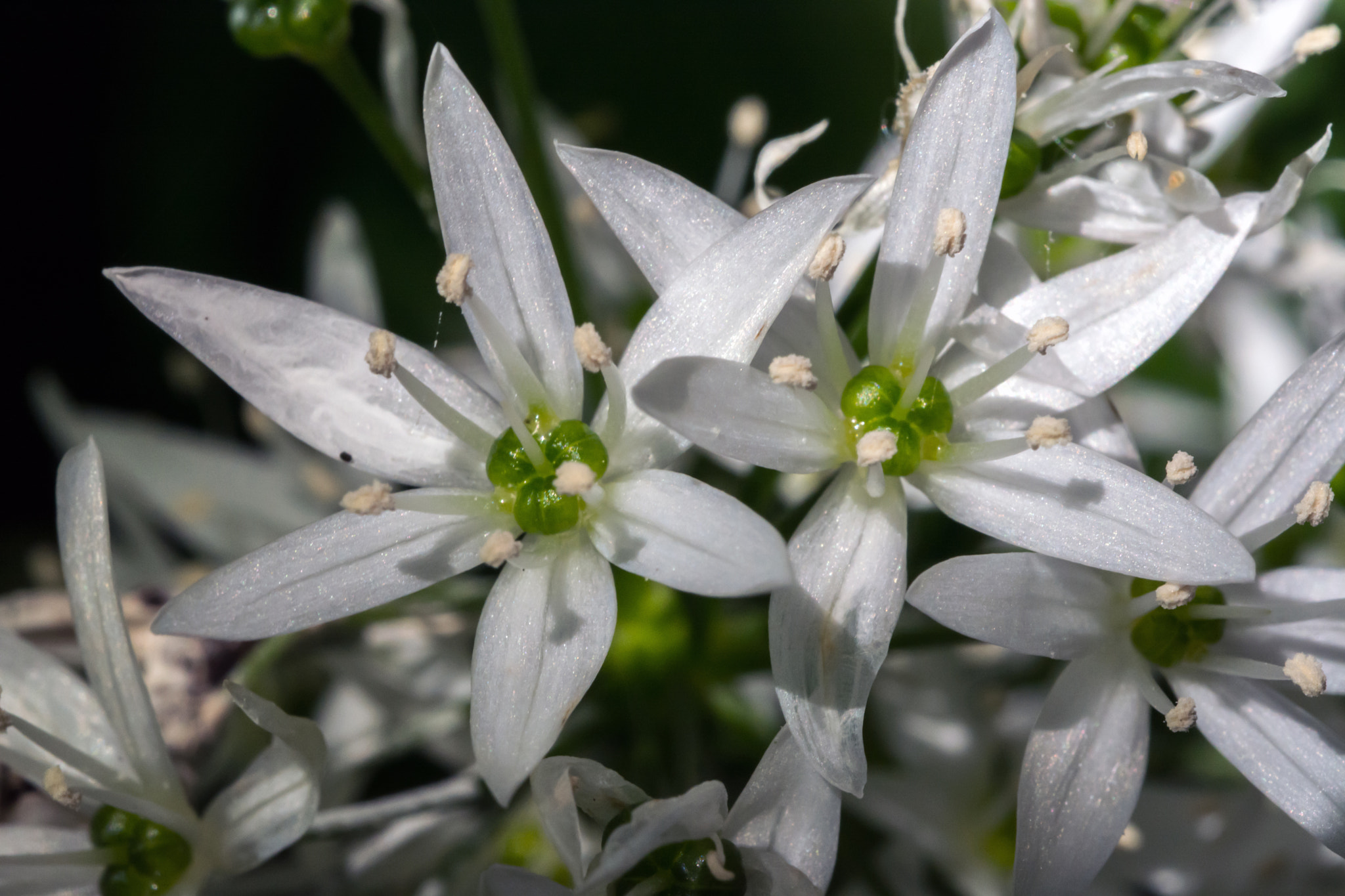 Nikon D7100 + AF Micro-Nikkor 60mm f/2.8 sample photo. If you go down in the woods today..... photography