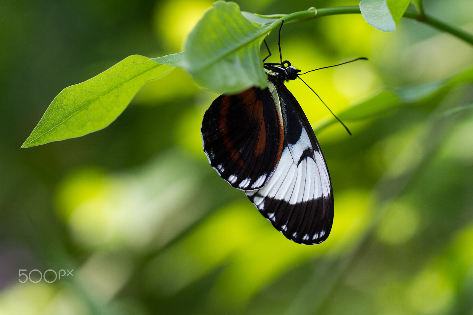 Canon EOS 7D + Canon EF 100mm F2.8L Macro IS USM sample photo. Closeup of a butterfly photography