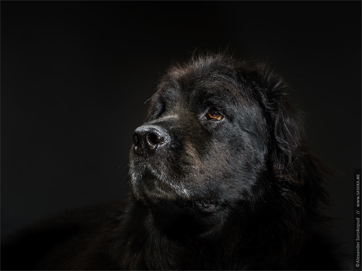 Sony a99 II + Tamron SP 24-70mm F2.8 Di VC USD sample photo. Portrait of big black water-dog, studio shooting photography