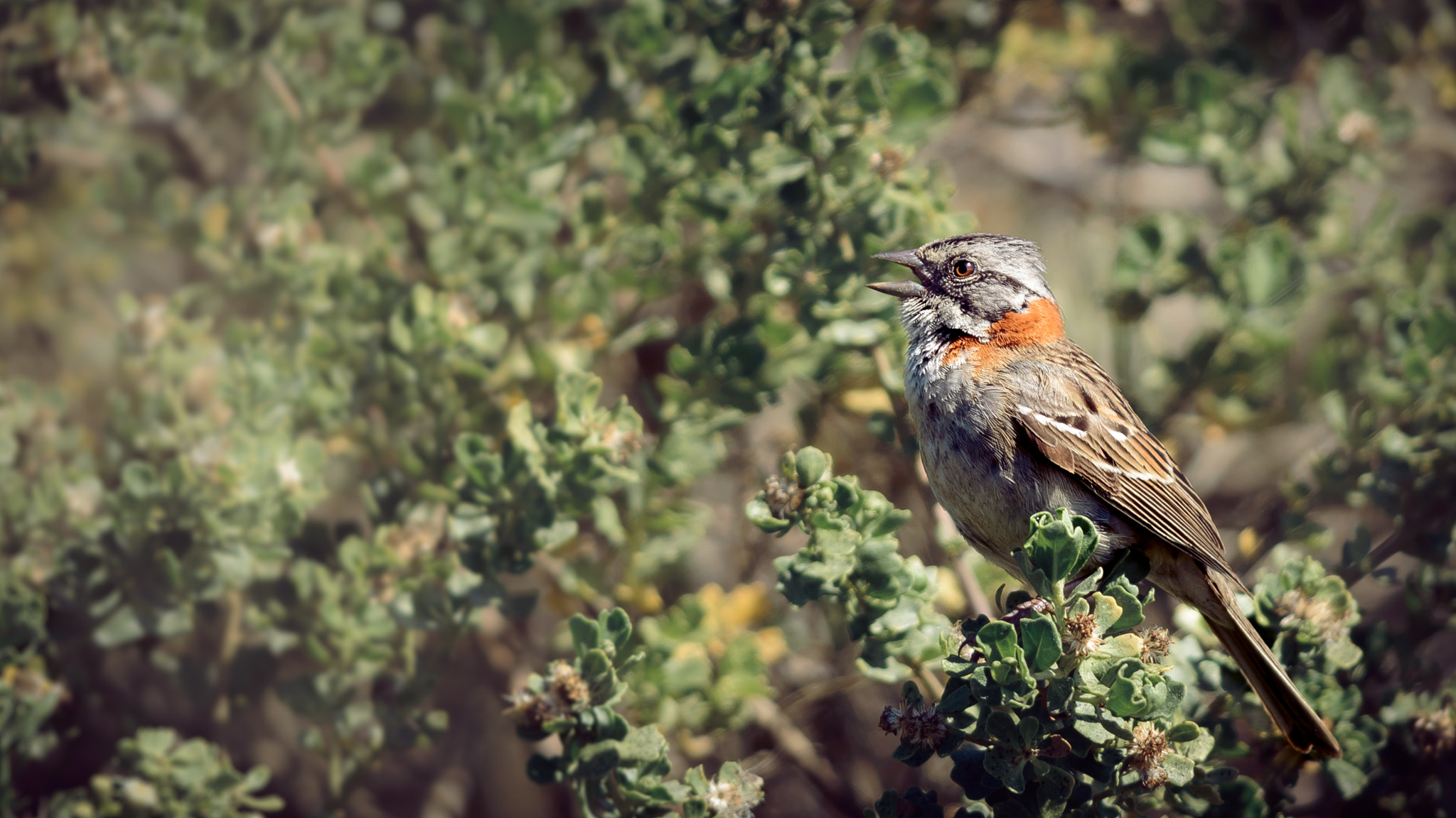 Nikon D3200 + Nikon AF-S Nikkor 300mm F4D ED-IF sample photo. Chincol: just singing, photography