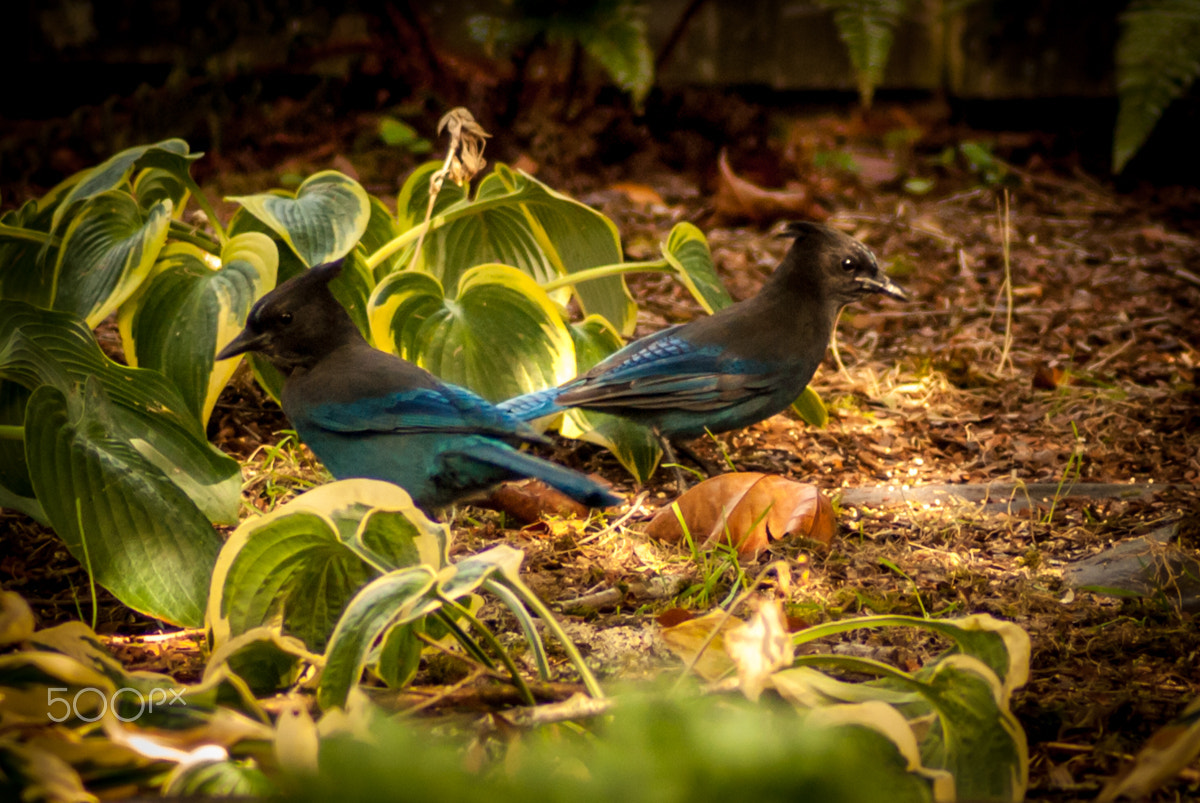 Nikon D200 sample photo. Steller's jays photography