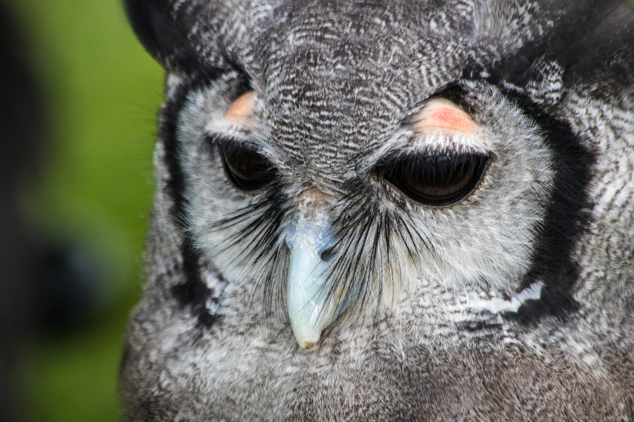 Canon EF 70-300mm F4-5.6 IS USM sample photo. Big eyes photography