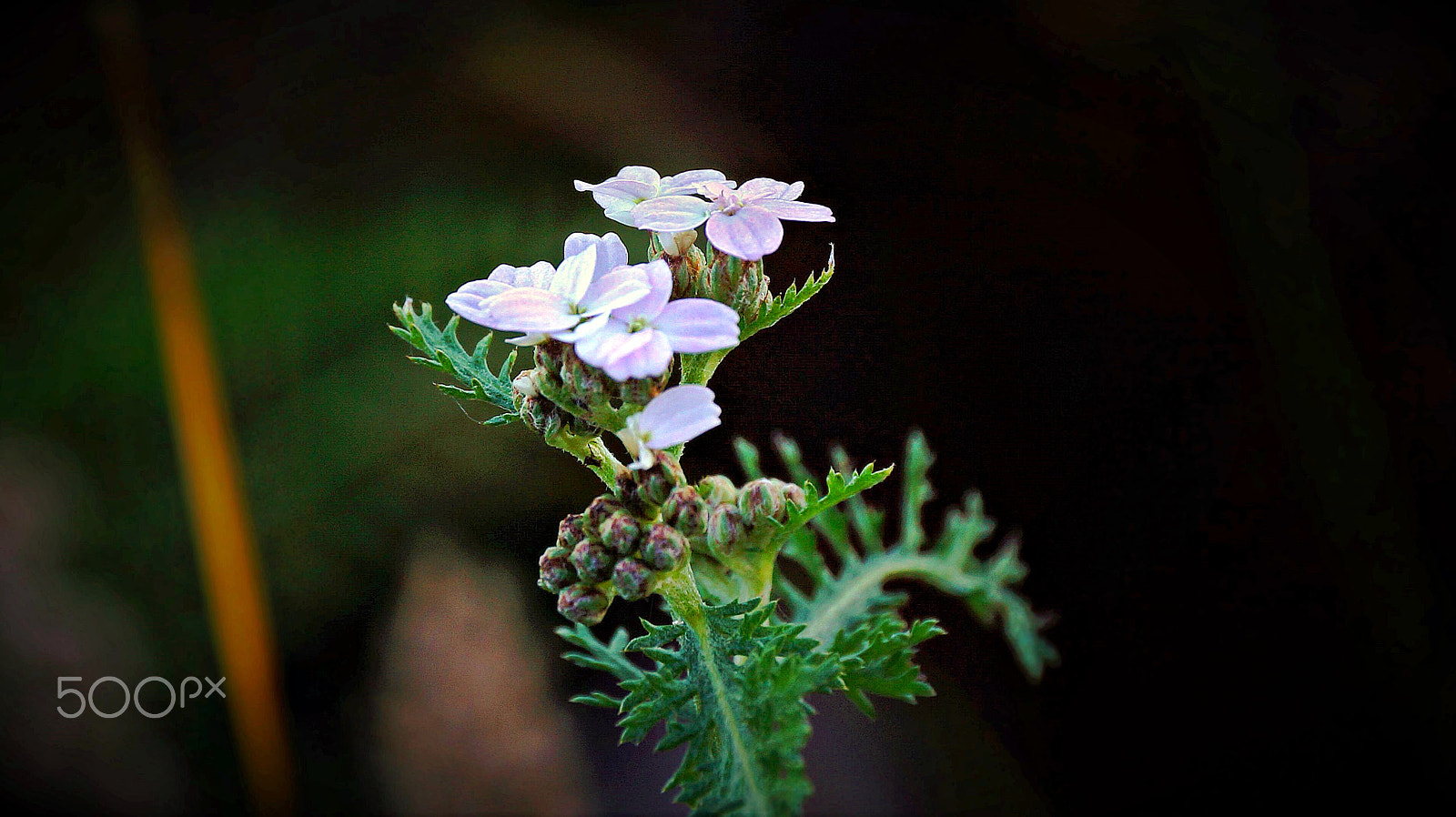 Sony DT 18-250mm F3.5-6.3 sample photo. Flower photography