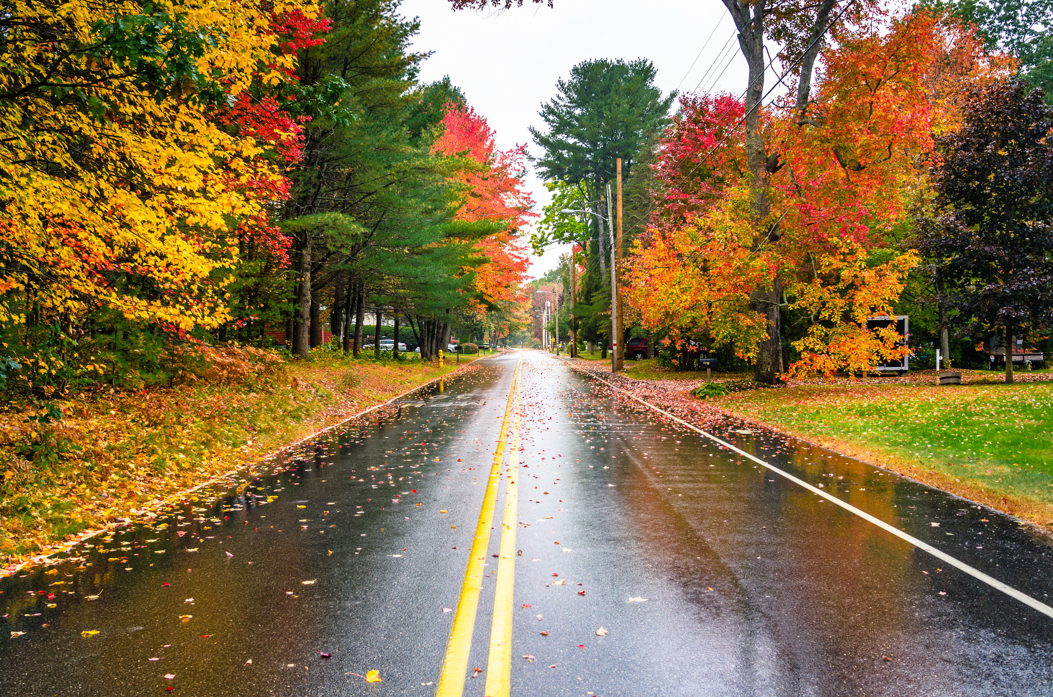 Nikon AF-S Nikkor 24-120mm F4G ED VR sample photo. Colourful trees along a wet street photography