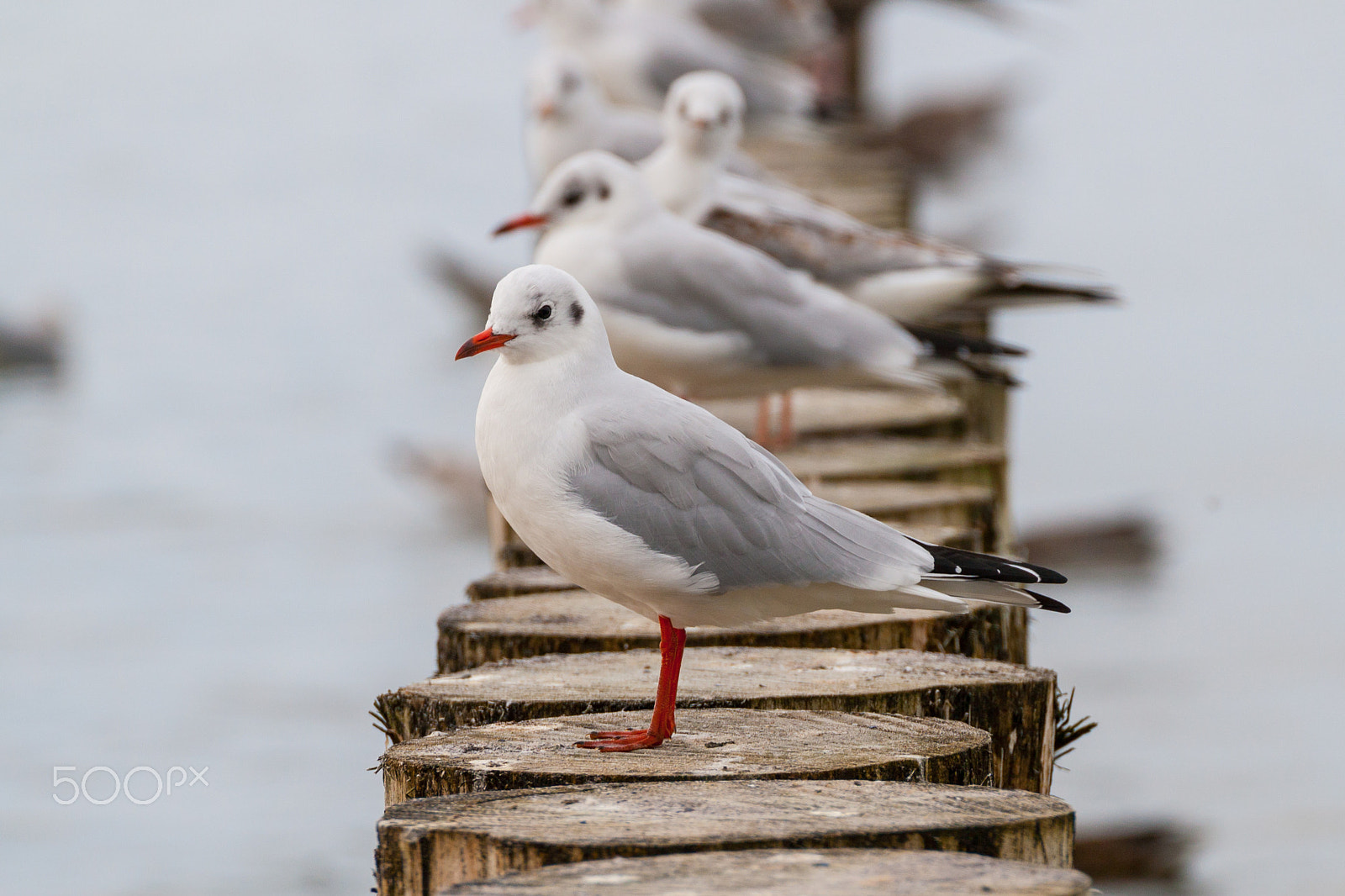 Canon EOS 30D sample photo. Black-headed gull (chroicocephalus ridibundus) photography