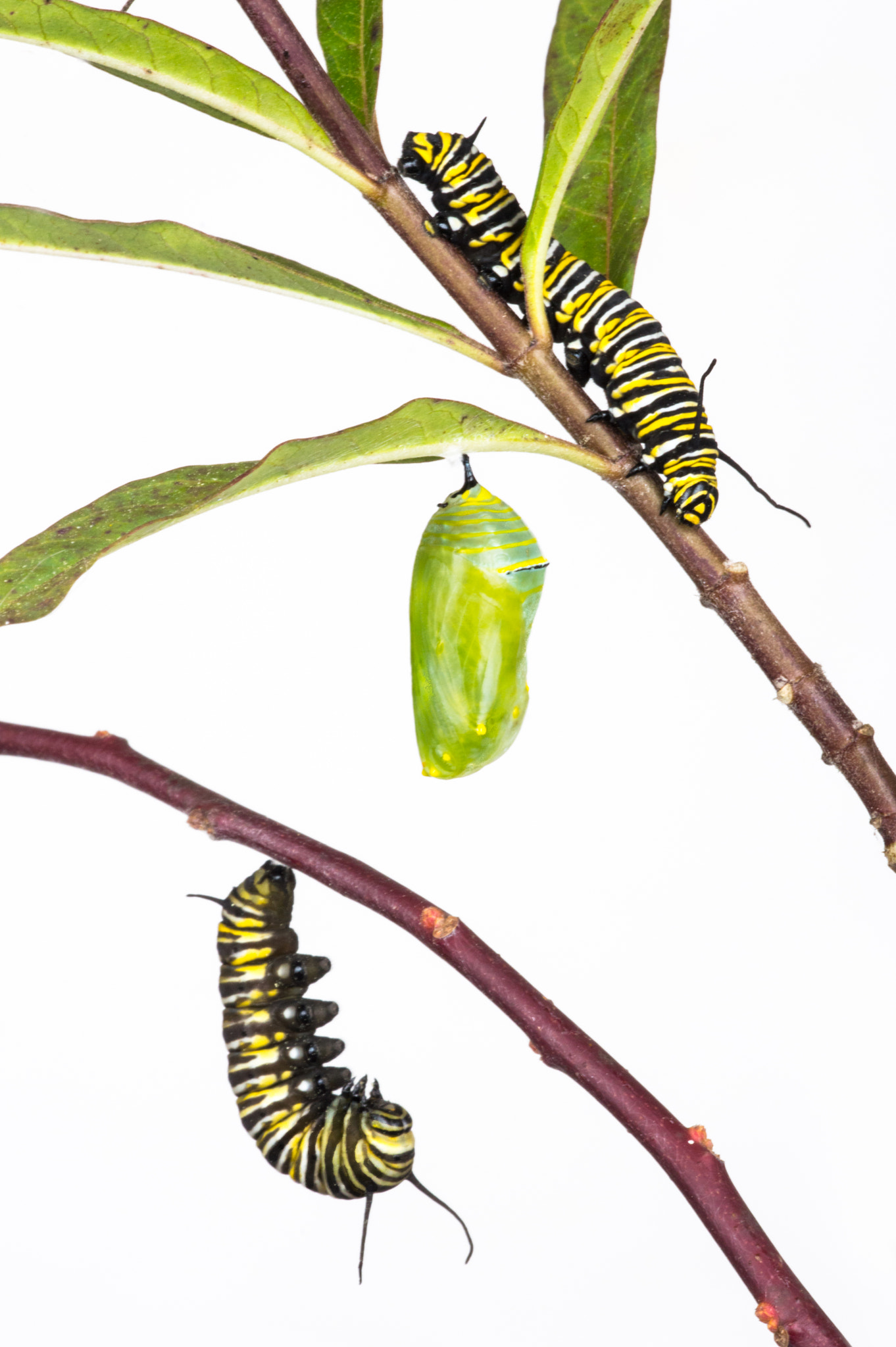 Nikon D3200 + Sigma 150mm F2.8 EX DG Macro HSM sample photo. Monarch caterpillars and chrysalis photography