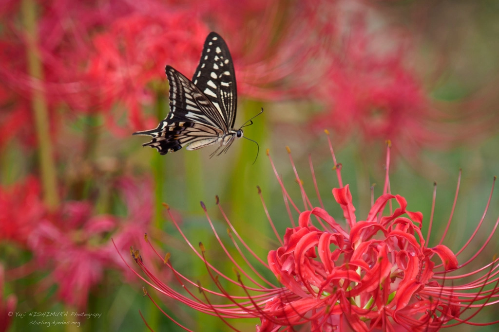 Olympus OM-D E-M5 sample photo. Swallowtail photography