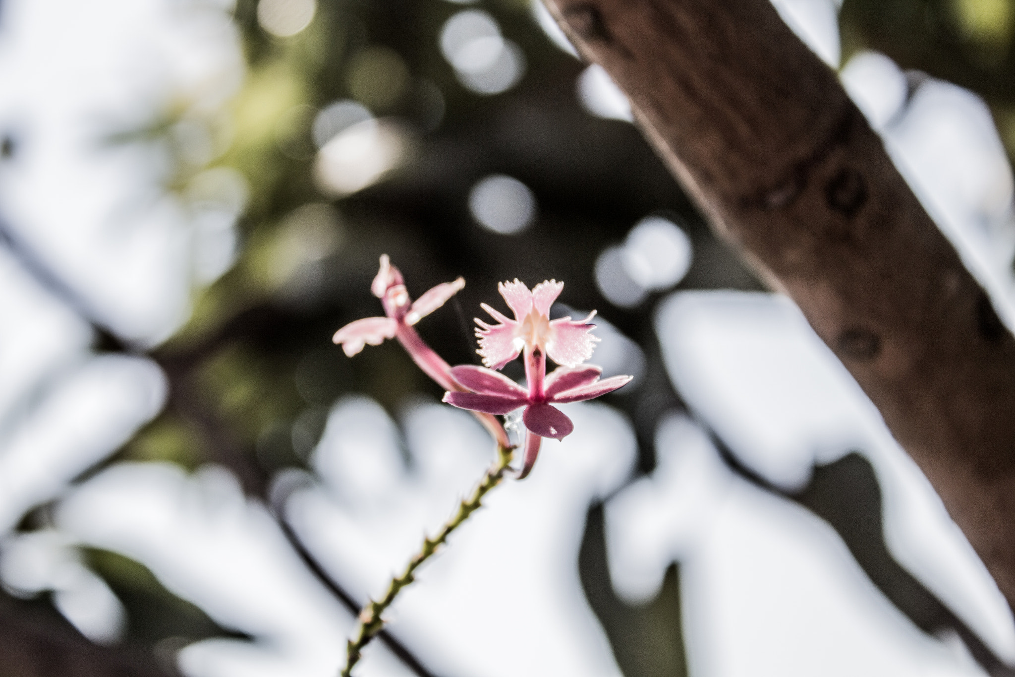 Canon EOS 700D (EOS Rebel T5i / EOS Kiss X7i) sample photo. Flowers in my garden photography