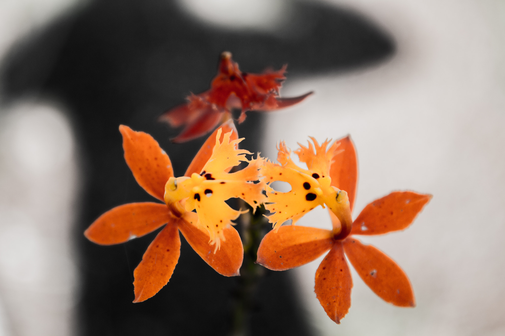 Canon EOS 700D (EOS Rebel T5i / EOS Kiss X7i) sample photo. Flowers in my garden photography