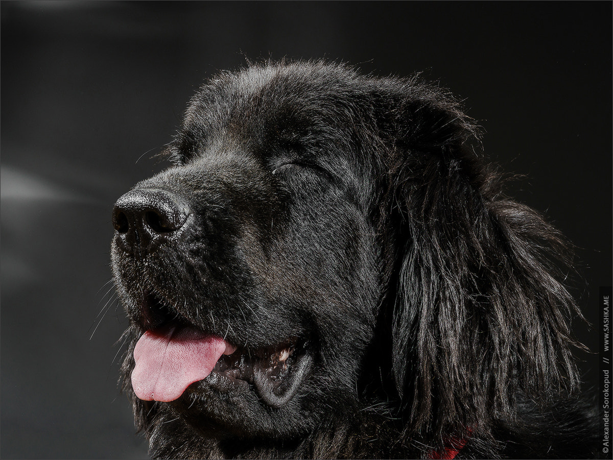 Sony a99 II sample photo. Portrait of big black water-dog, studio shooting photography