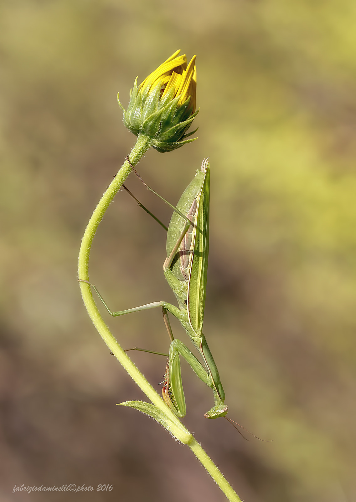 Canon EF 100mm F2.8L Macro IS USM sample photo. Mantis religiosa photography