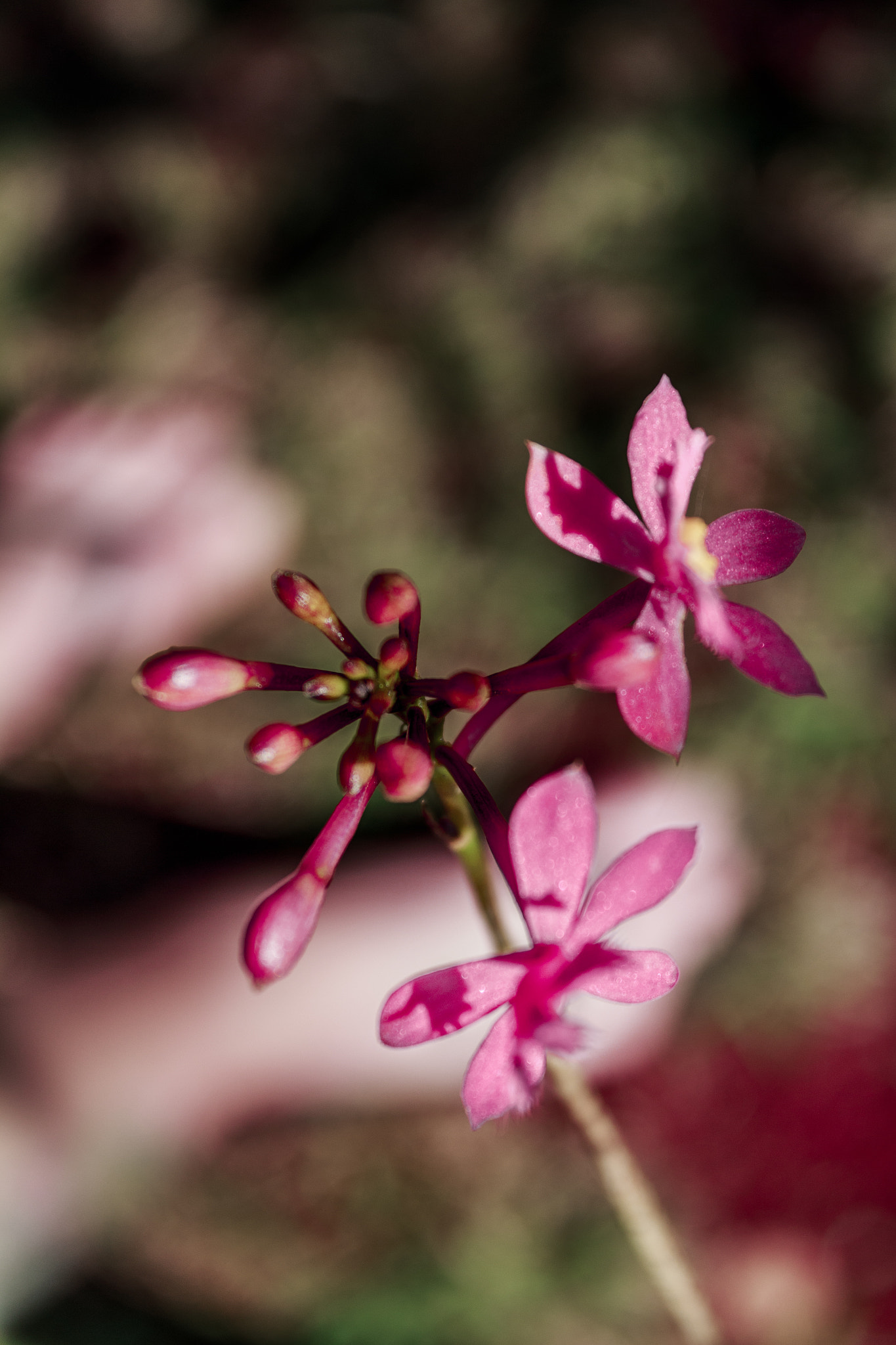 Canon EOS 700D (EOS Rebel T5i / EOS Kiss X7i) sample photo. Flowers in my garden photography