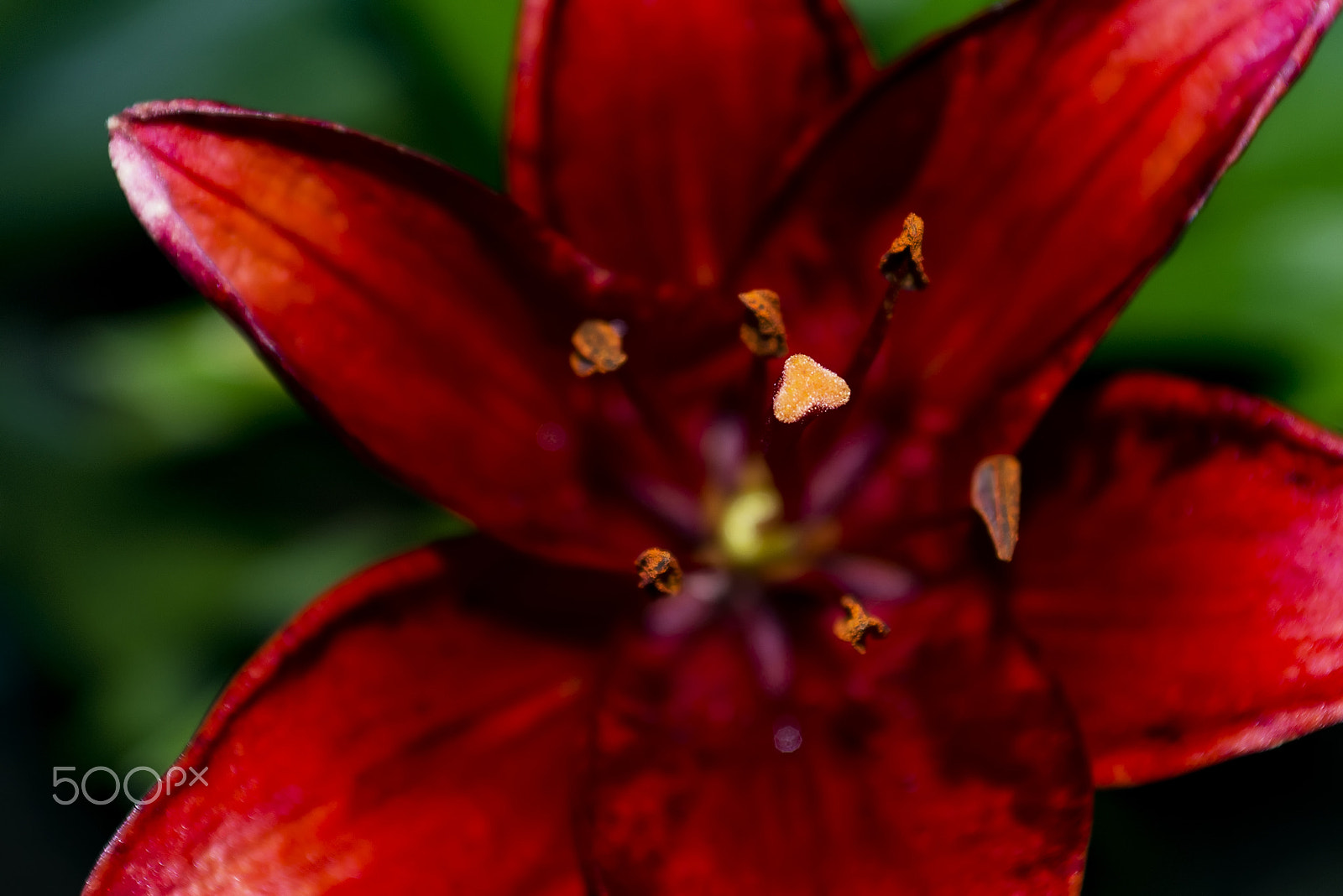 Sigma 24-70mm F2.8 EX DG Macro sample photo. Read flame lily flower photography