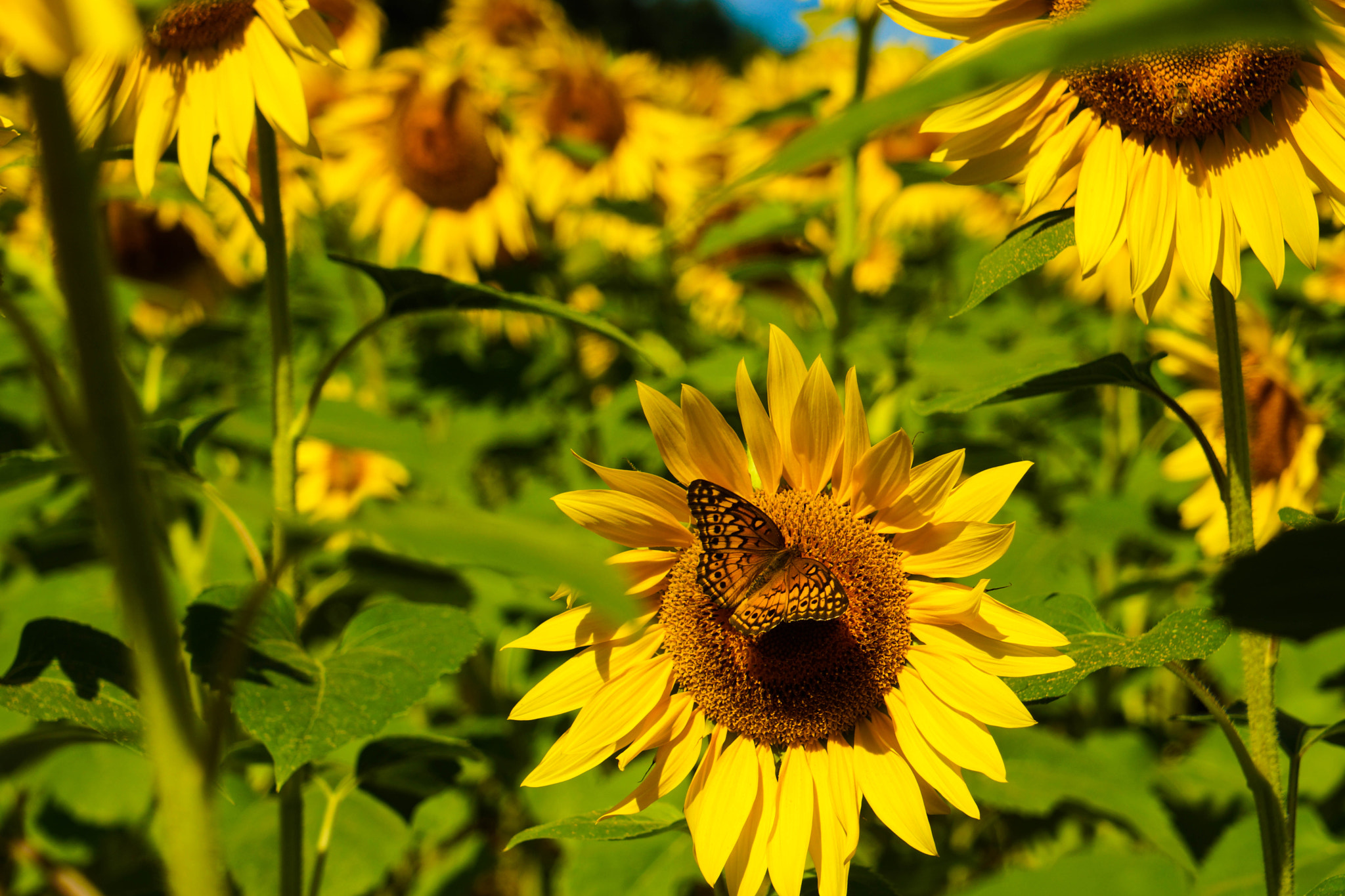 24-70mm F4 ZA OSS sample photo. Butterfly sunnies photography