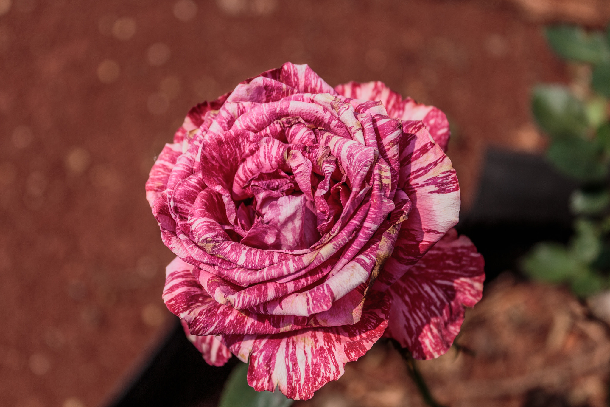 Canon EOS 700D (EOS Rebel T5i / EOS Kiss X7i) sample photo. Flowers in my garden photography