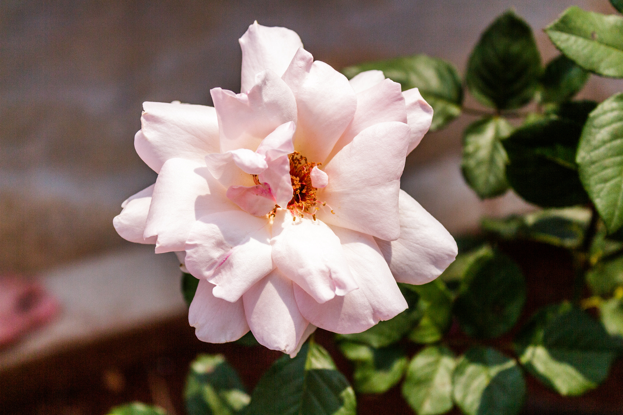 Canon EOS 700D (EOS Rebel T5i / EOS Kiss X7i) sample photo. Flowers in my garden photography