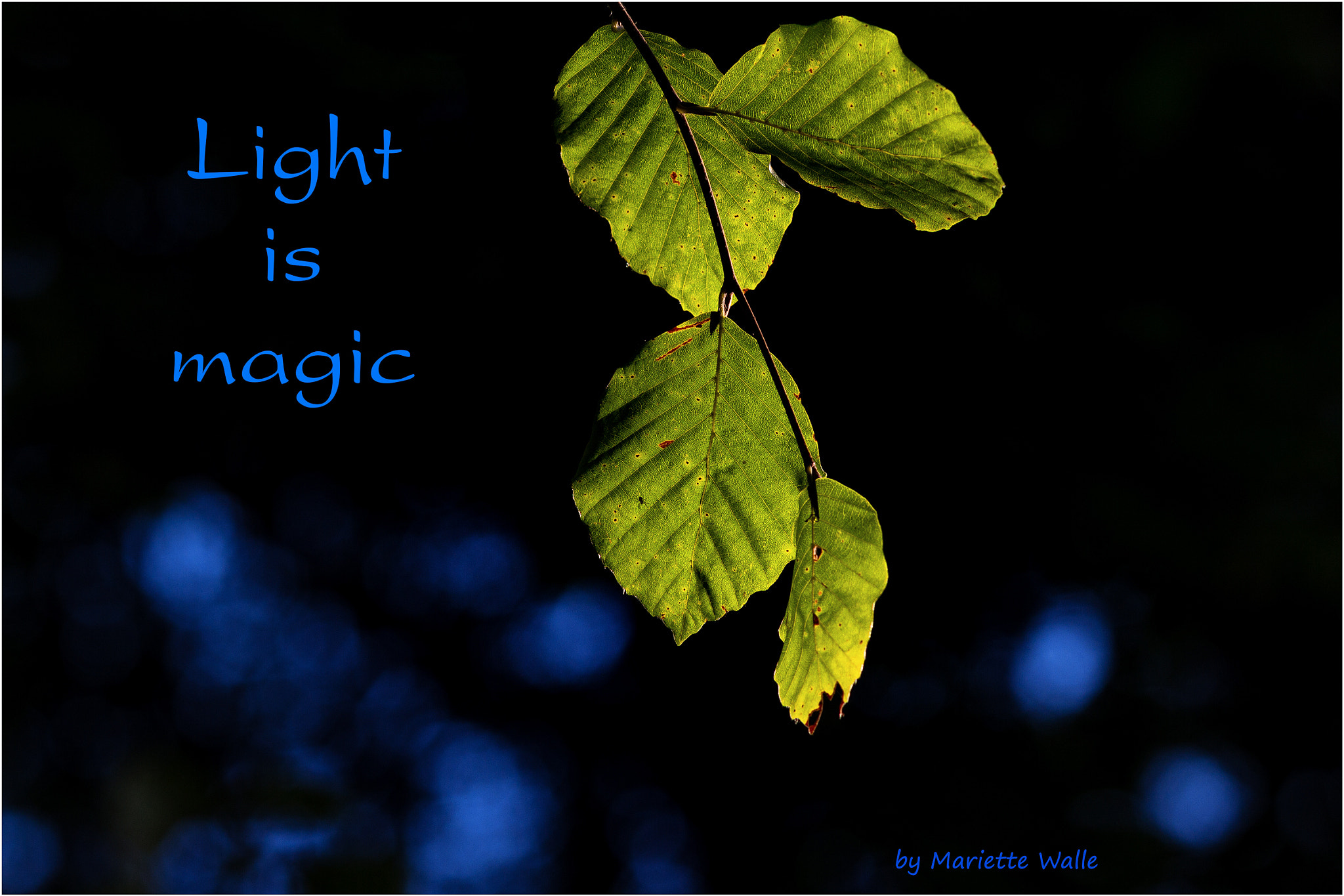 Canon EF 135mm F2L USM sample photo. Light is magic photography