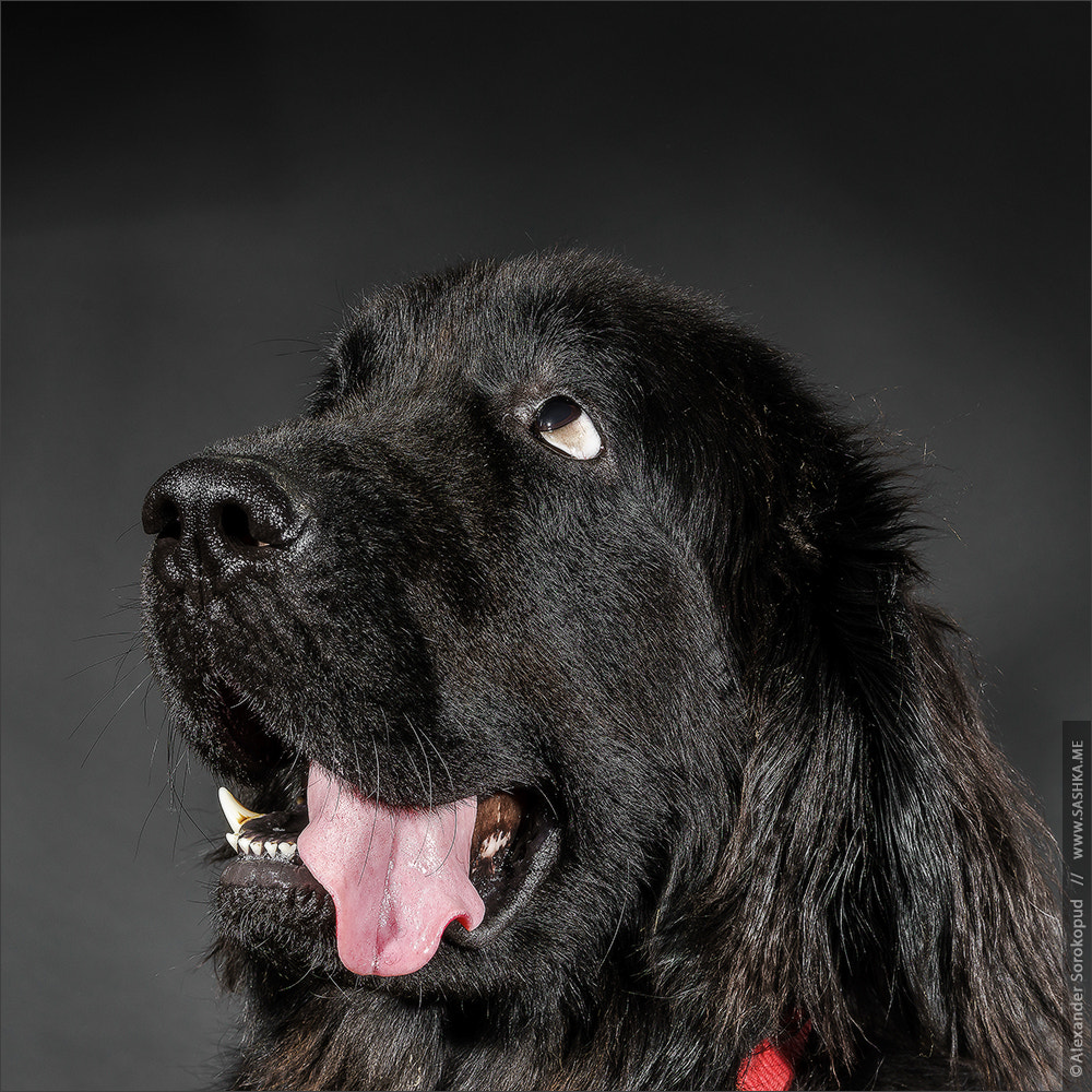 Sony a99 II + Tamron SP 24-70mm F2.8 Di VC USD sample photo. Portrait of big black water-dog, studio shooting photography