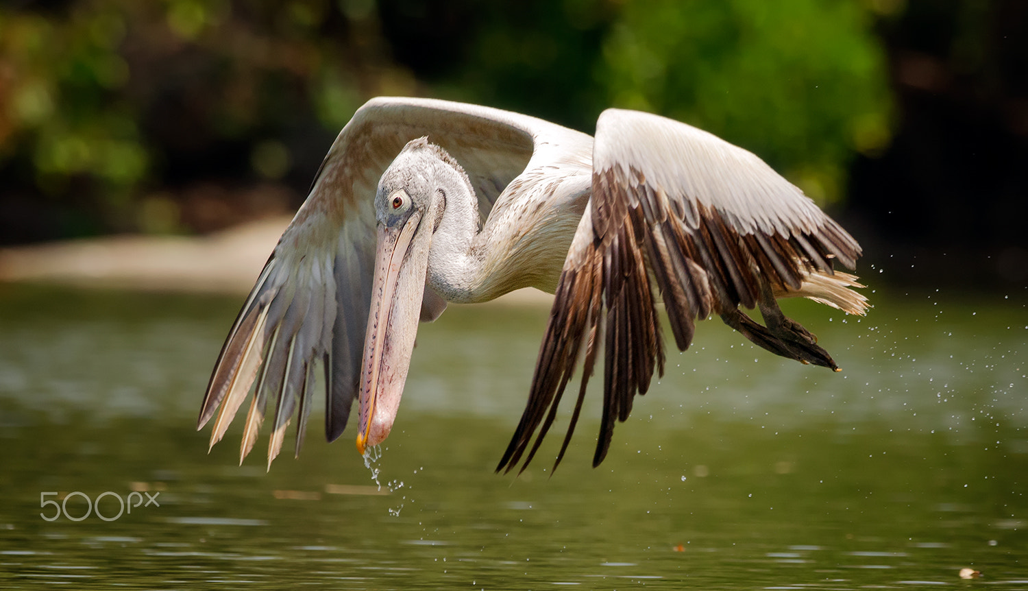 Nikon D7000 + Nikon AF-S Nikkor 500mm F4G ED VR sample photo. Spot billed pelican photography