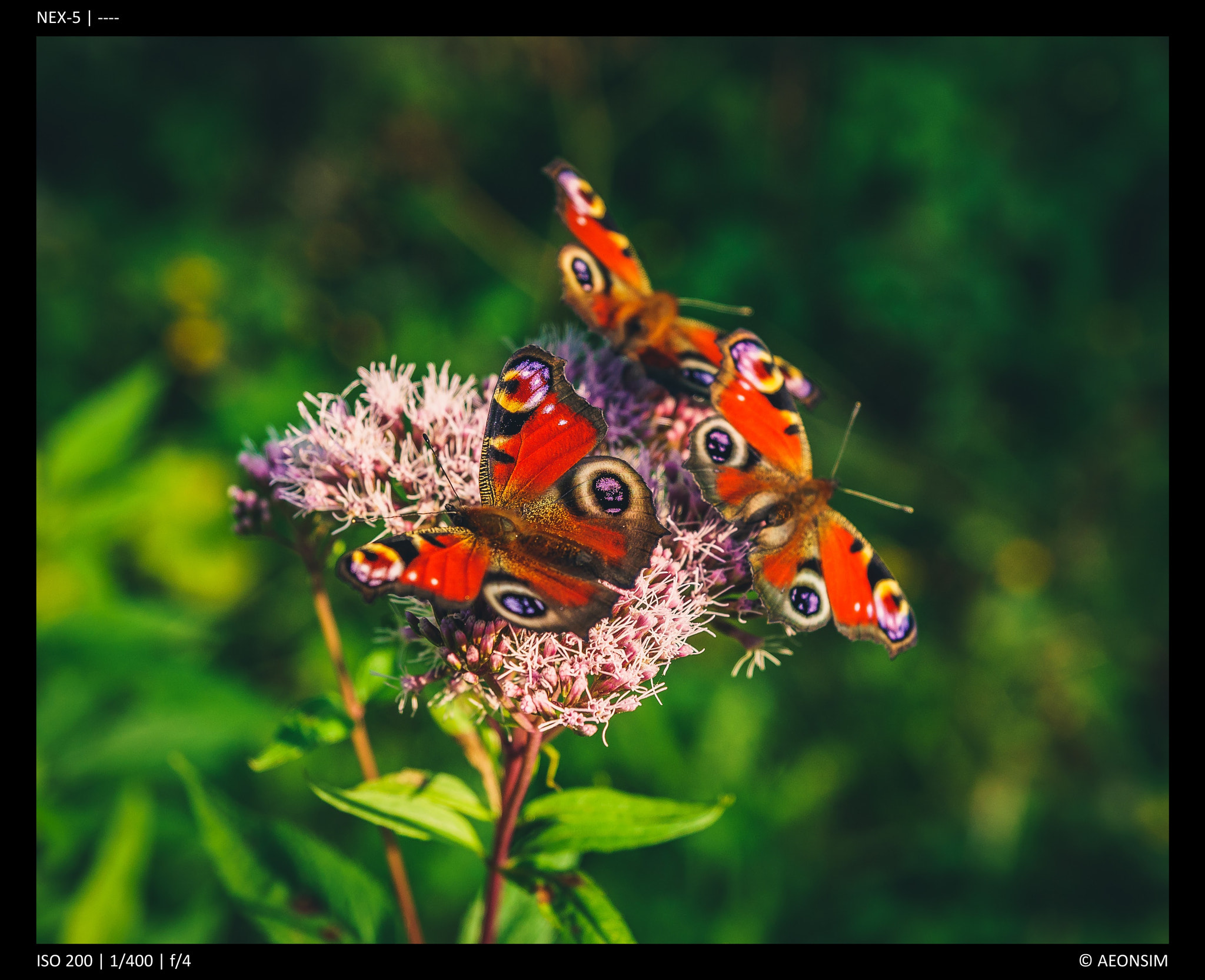 Sony Alpha NEX-5 + Tamron SP 24-70mm F2.8 Di VC USD sample photo. Peacock butterflies photography