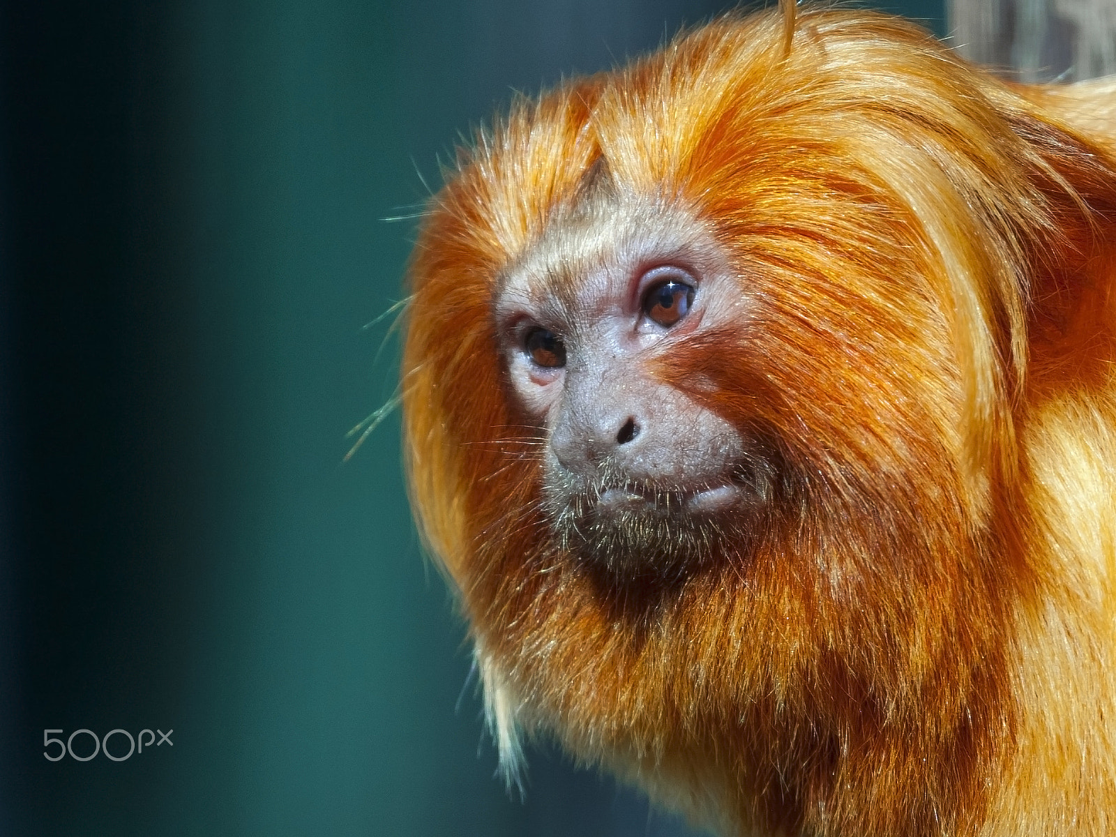Canon EOS 40D + Canon EF 100-400mm F4.5-5.6L IS USM sample photo. Golden monkey photography