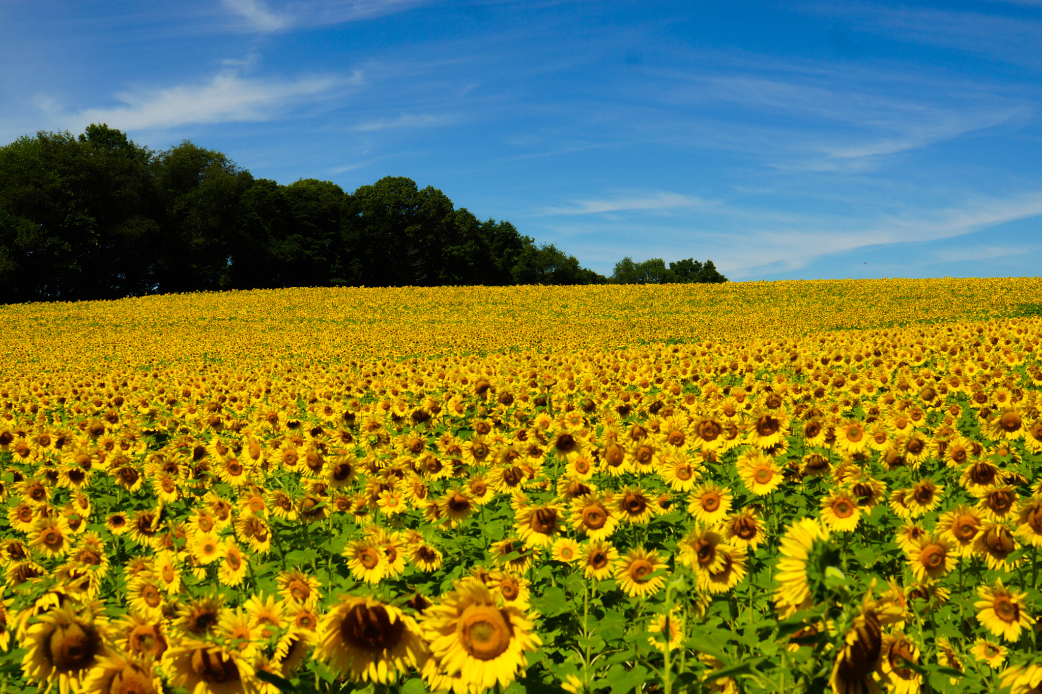 24-70mm F4 ZA OSS sample photo. Field of suns photography