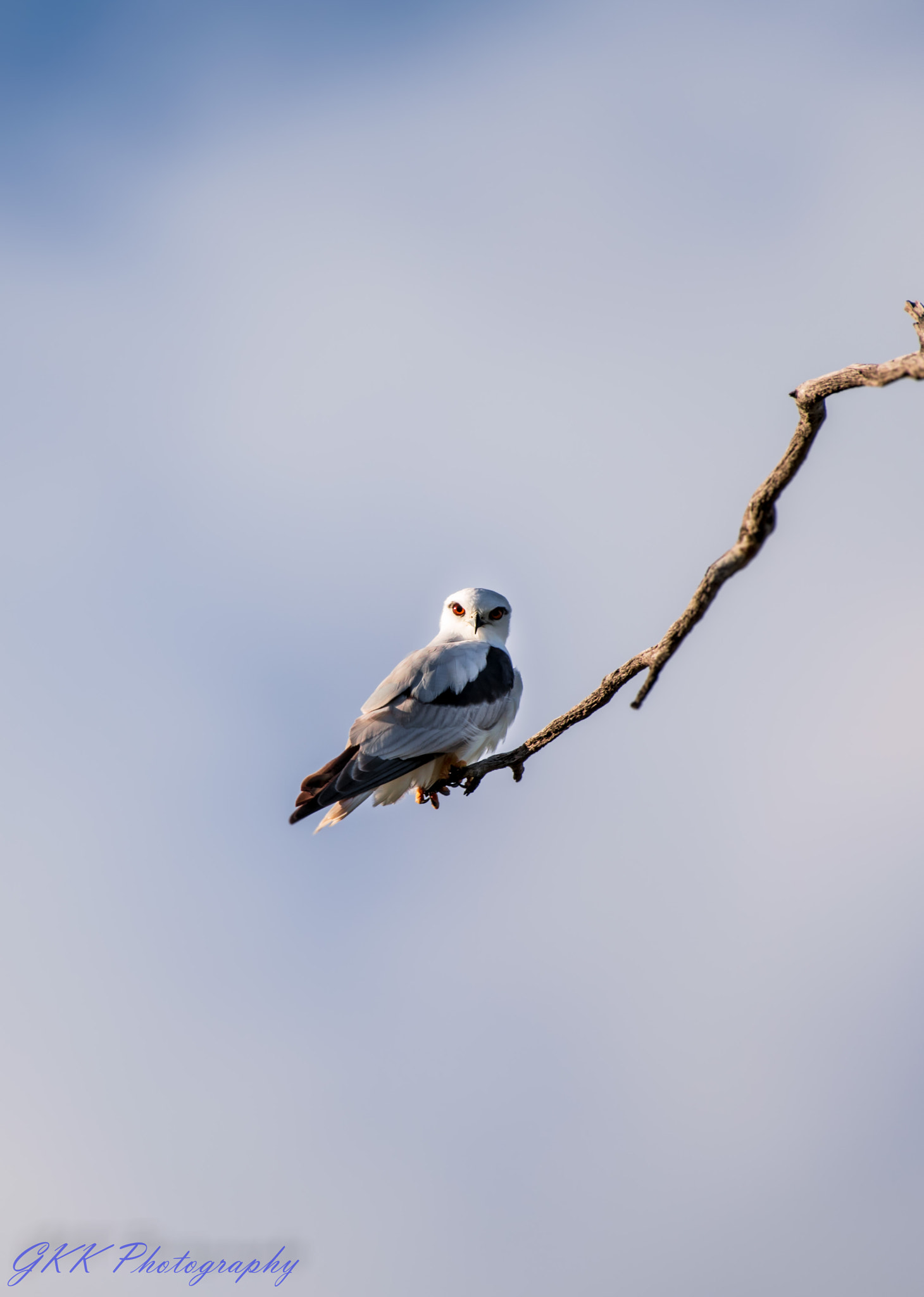 Nikon AF-S Nikkor 200-500mm F5.6E ED VR sample photo. An intense stare photography
