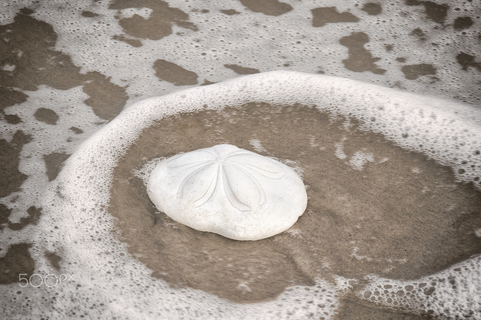 Sigma 18-250mm F3.5-6.3 DC OS HSM sample photo. Sand dollar photography