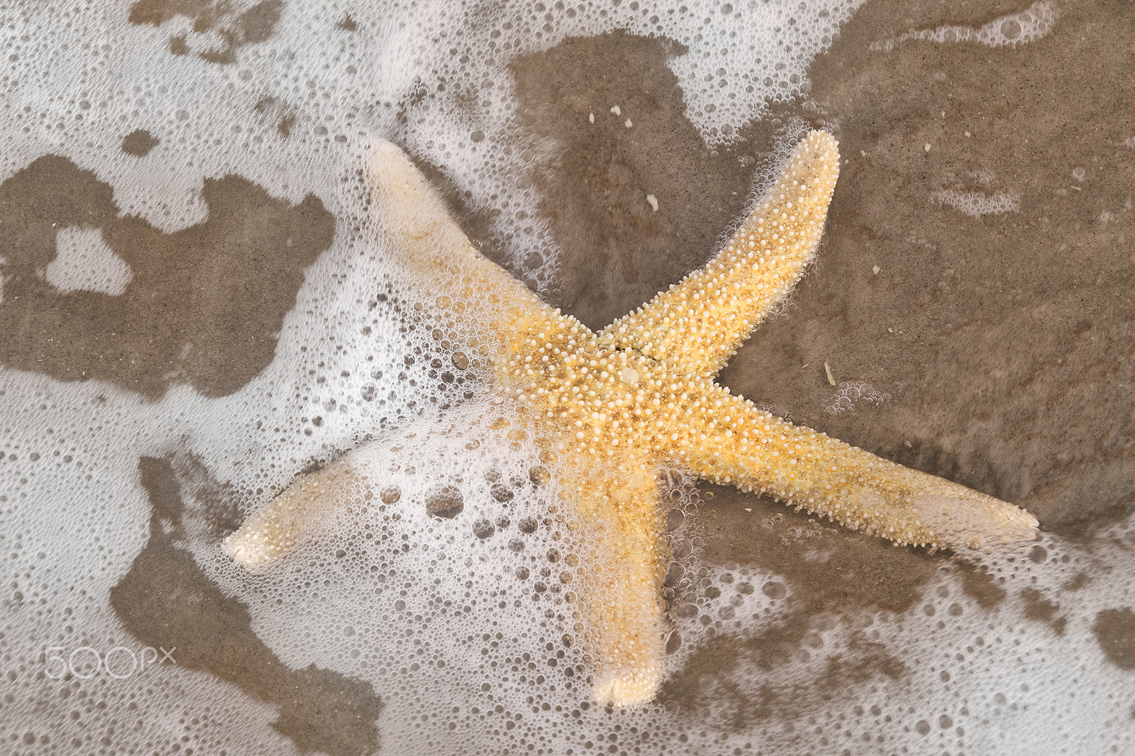 Sigma 18-250mm F3.5-6.3 DC OS HSM sample photo. Starfish photography