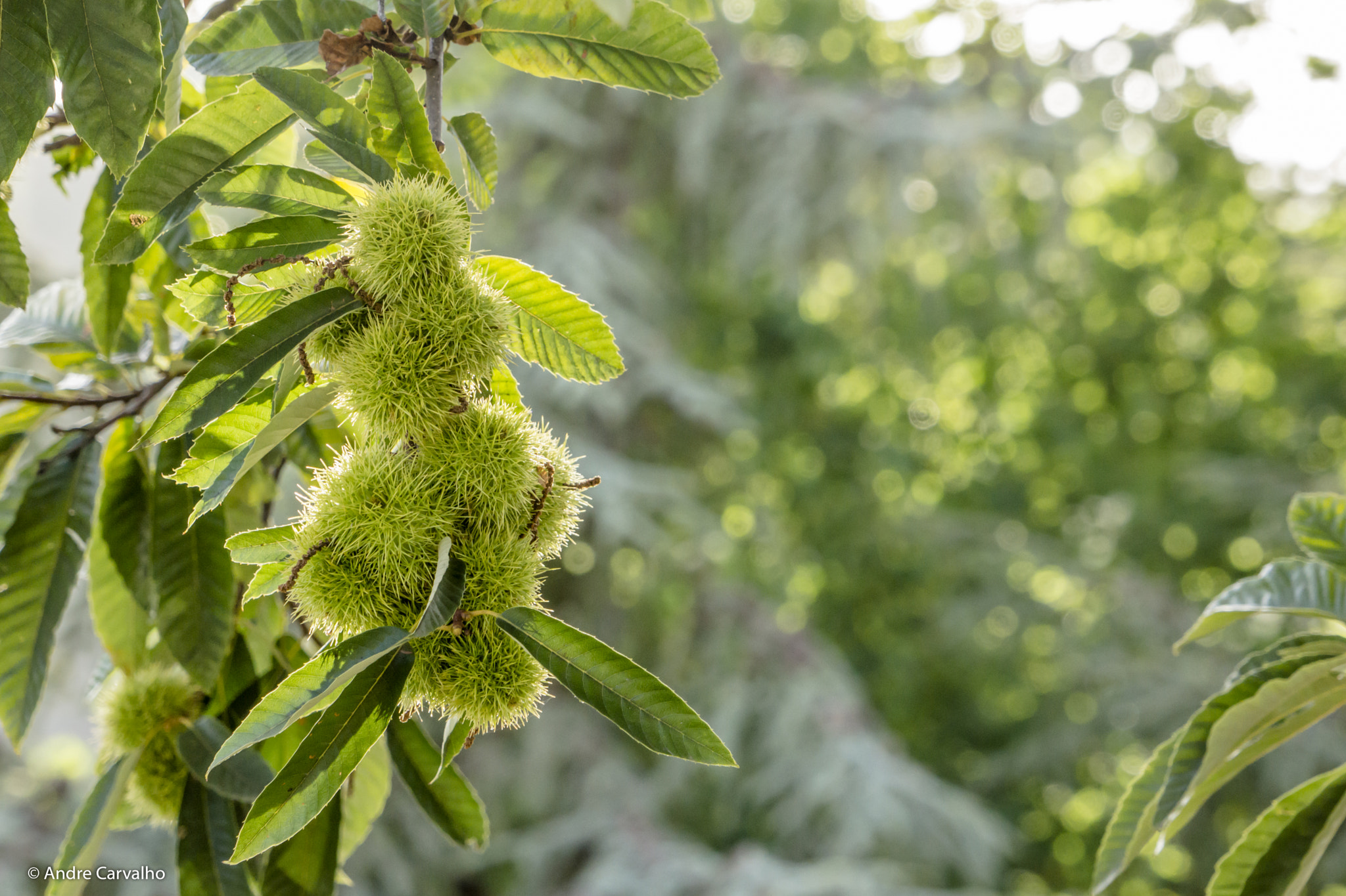 Sony Alpha NEX-7 + 24-240mm F3.5-6.3 OSS sample photo. Chestnut is already around the corner photography