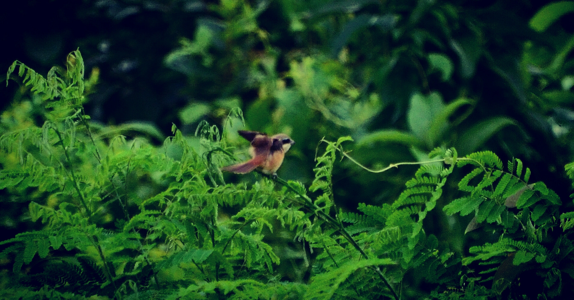Nikon D5100 sample photo. Small bird.(life of nature)  photography