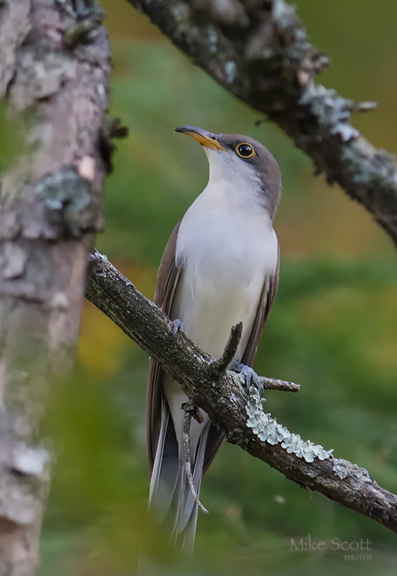 Nikon AF-S Nikkor 300mm F2.8G ED VR II sample photo. Cuckoo photography