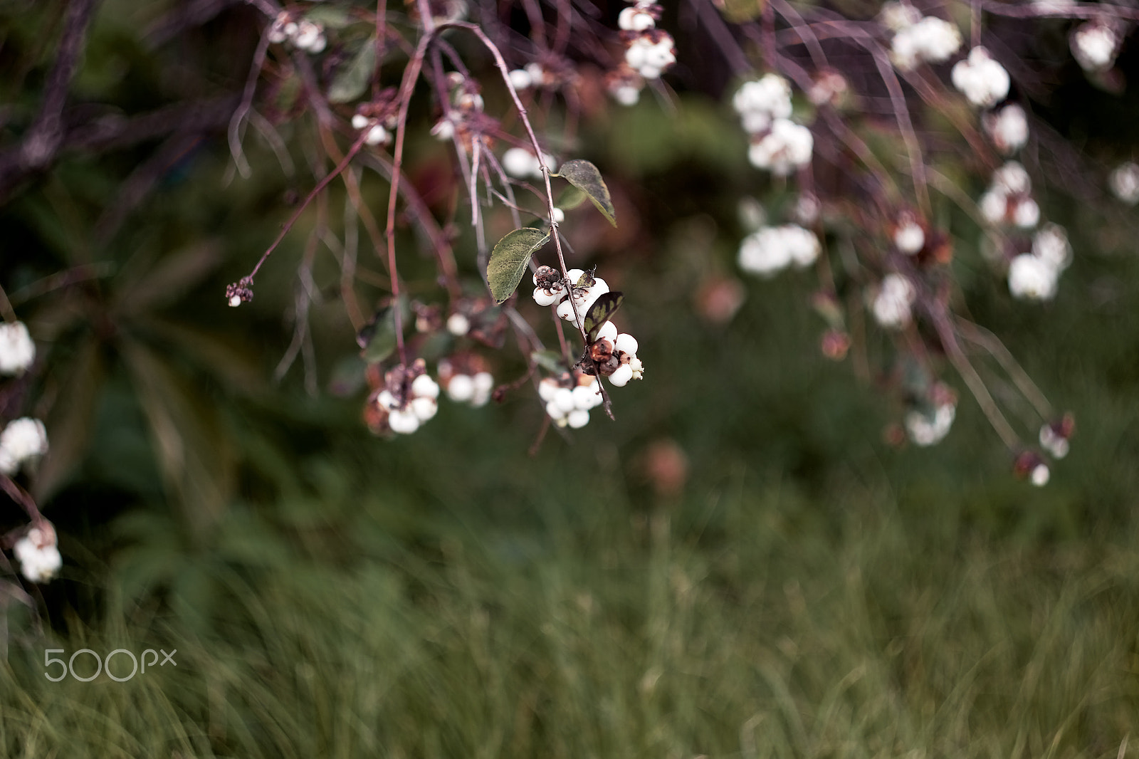 Canon EF 35-80mm f/4-5.6 sample photo. Early autumn berries photography