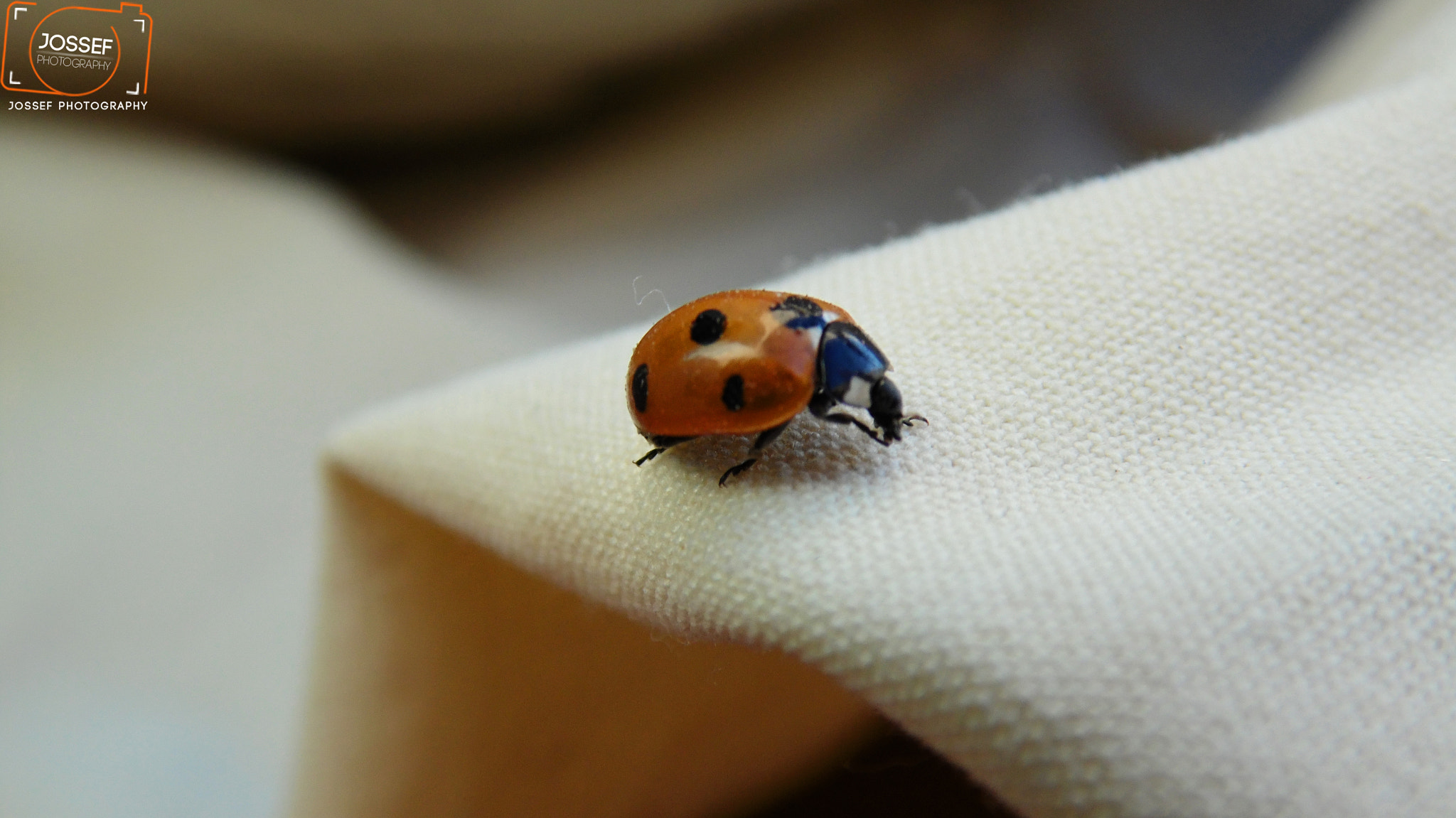 Samsung WB110/  WB111 sample photo. Coccinel photography