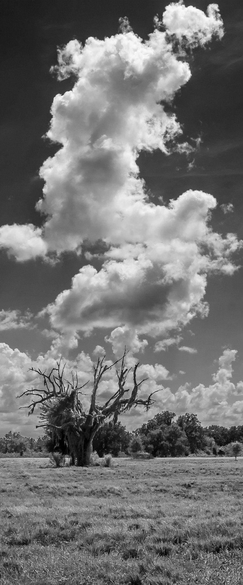 Nikon D200 sample photo. Tree and clouds photography