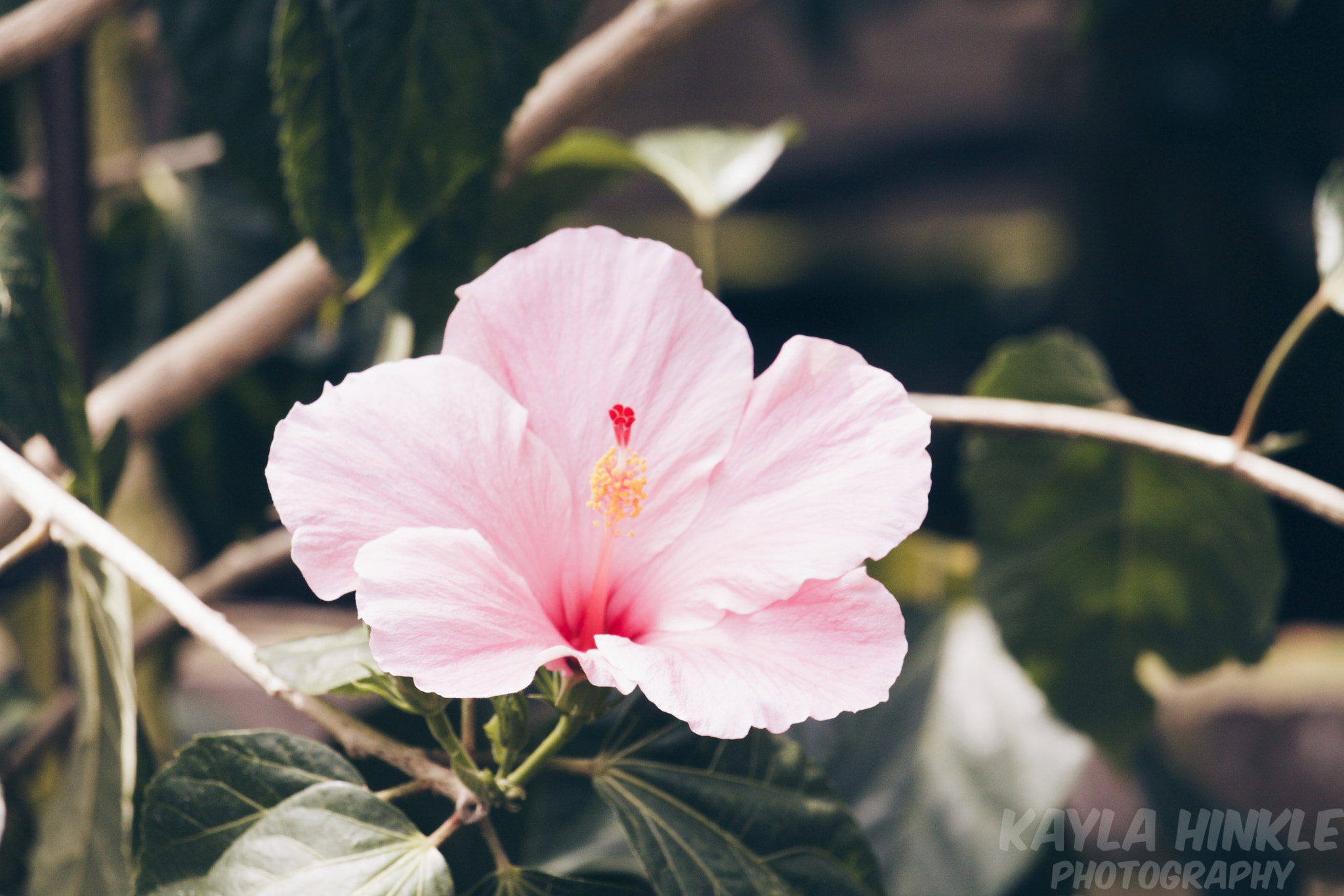 Canon EF-S 55-250mm F4-5.6 IS STM sample photo. Pastel pink photography