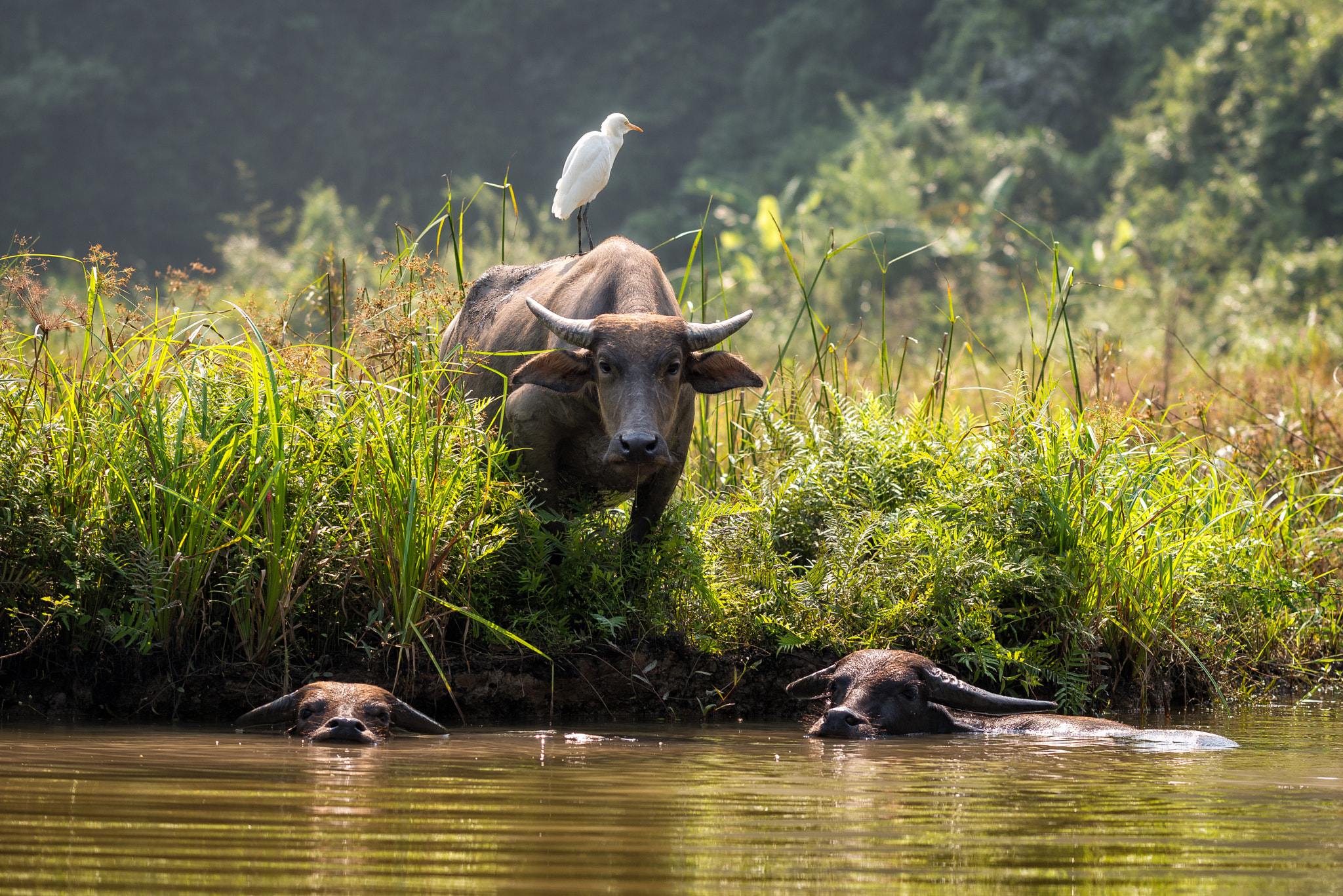 Nikon AF-S Nikkor 70-200mm F4G ED VR sample photo. Water buffalo trang an, vietnam photography
