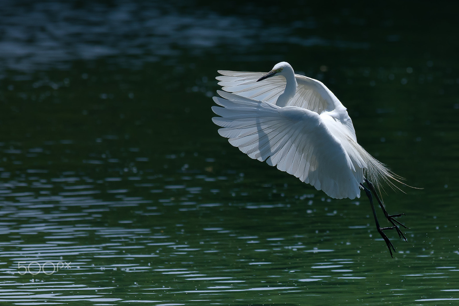 Nikon AF-S Nikkor 400mm F2.8G ED VR II sample photo. Sagi photography