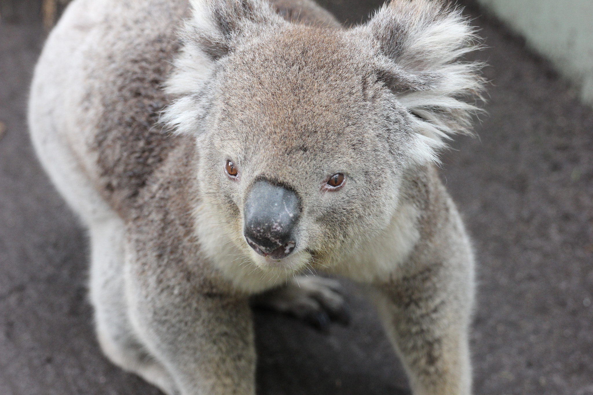 Canon EOS 600D (Rebel EOS T3i / EOS Kiss X5) sample photo. Koala not resting photography