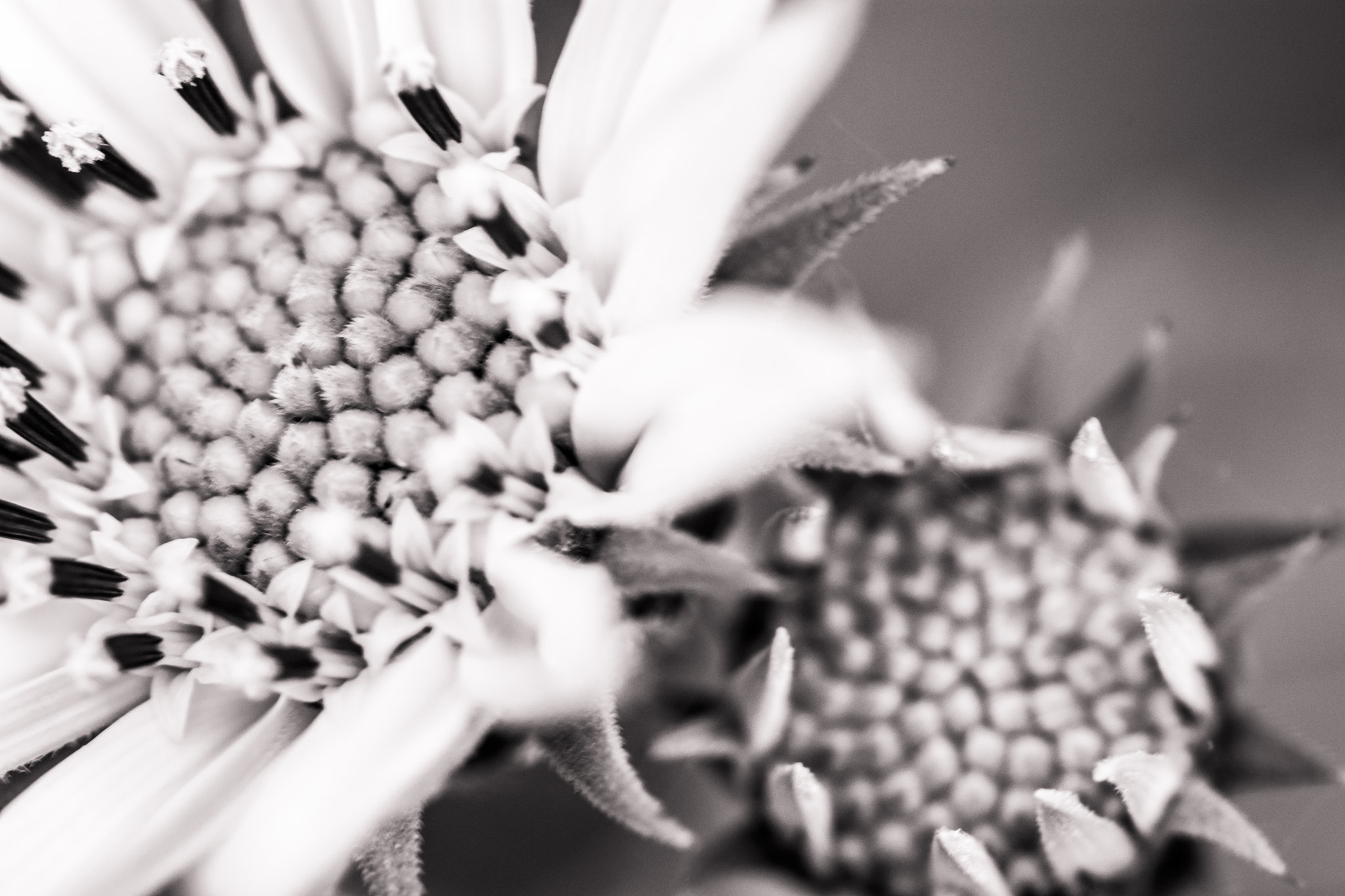 Nikon AF-S Micro-Nikkor 105mm F2.8G IF-ED VR sample photo. Flower chase photography