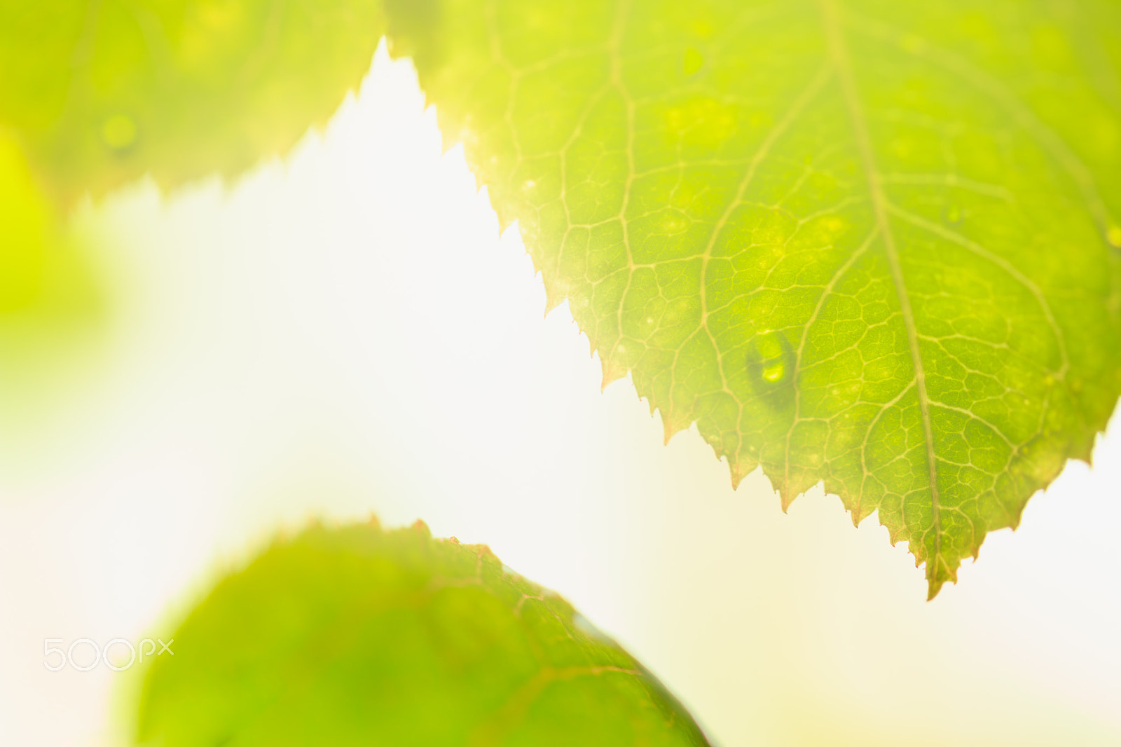 Canon EOS 70D + Canon EF 100mm F2.8L Macro IS USM sample photo. Green leaf photography