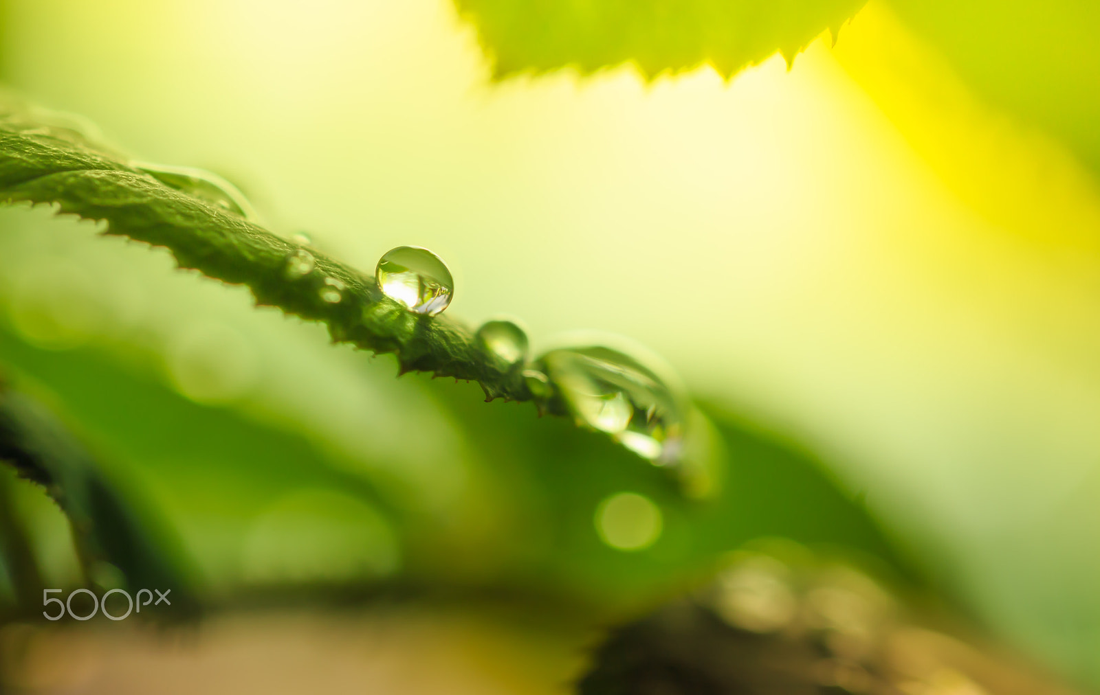 Canon EOS 70D + Canon EF 100mm F2.8L Macro IS USM sample photo. Green leaf photography