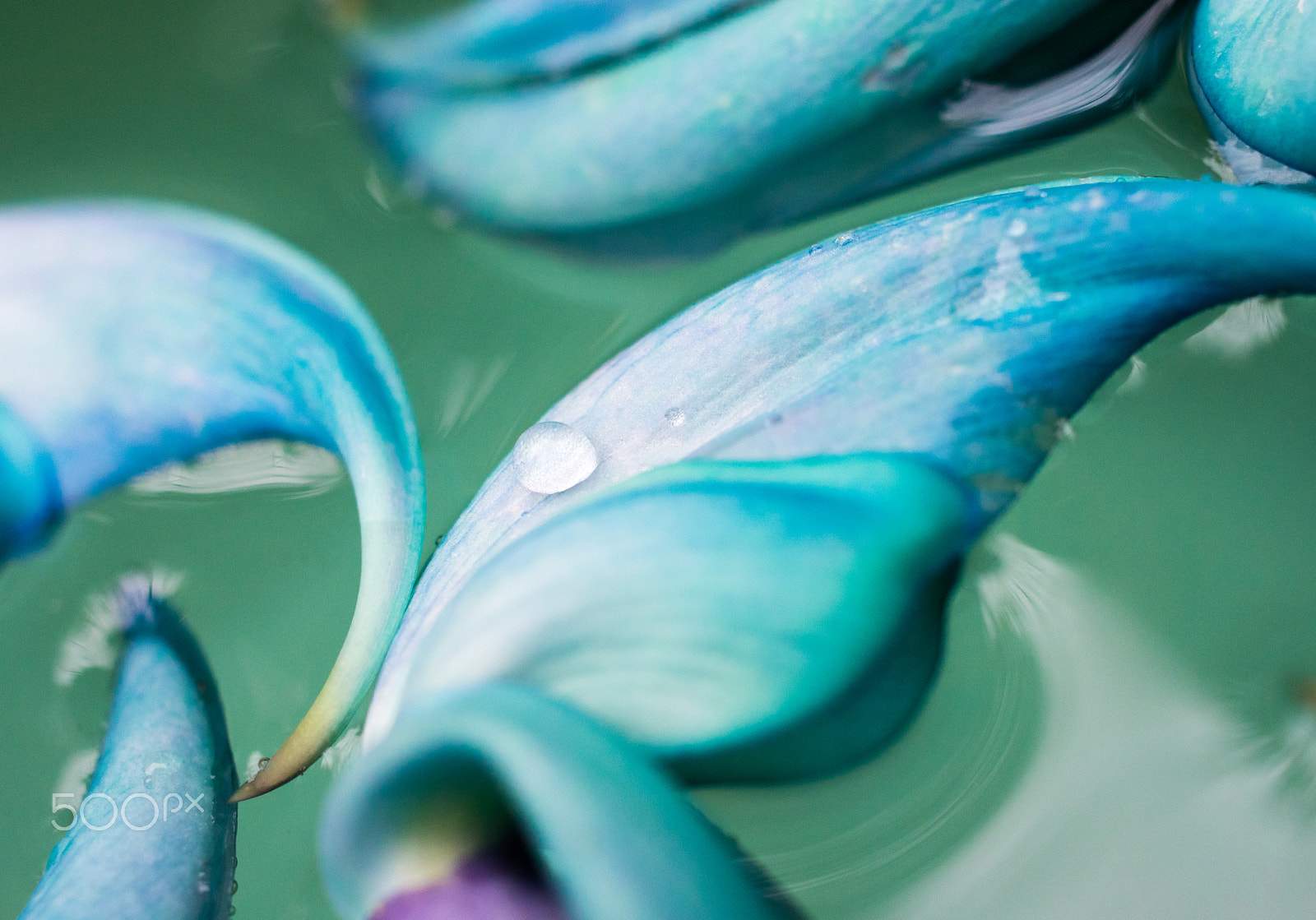 Pentax K-3 sample photo. Jade vine photography