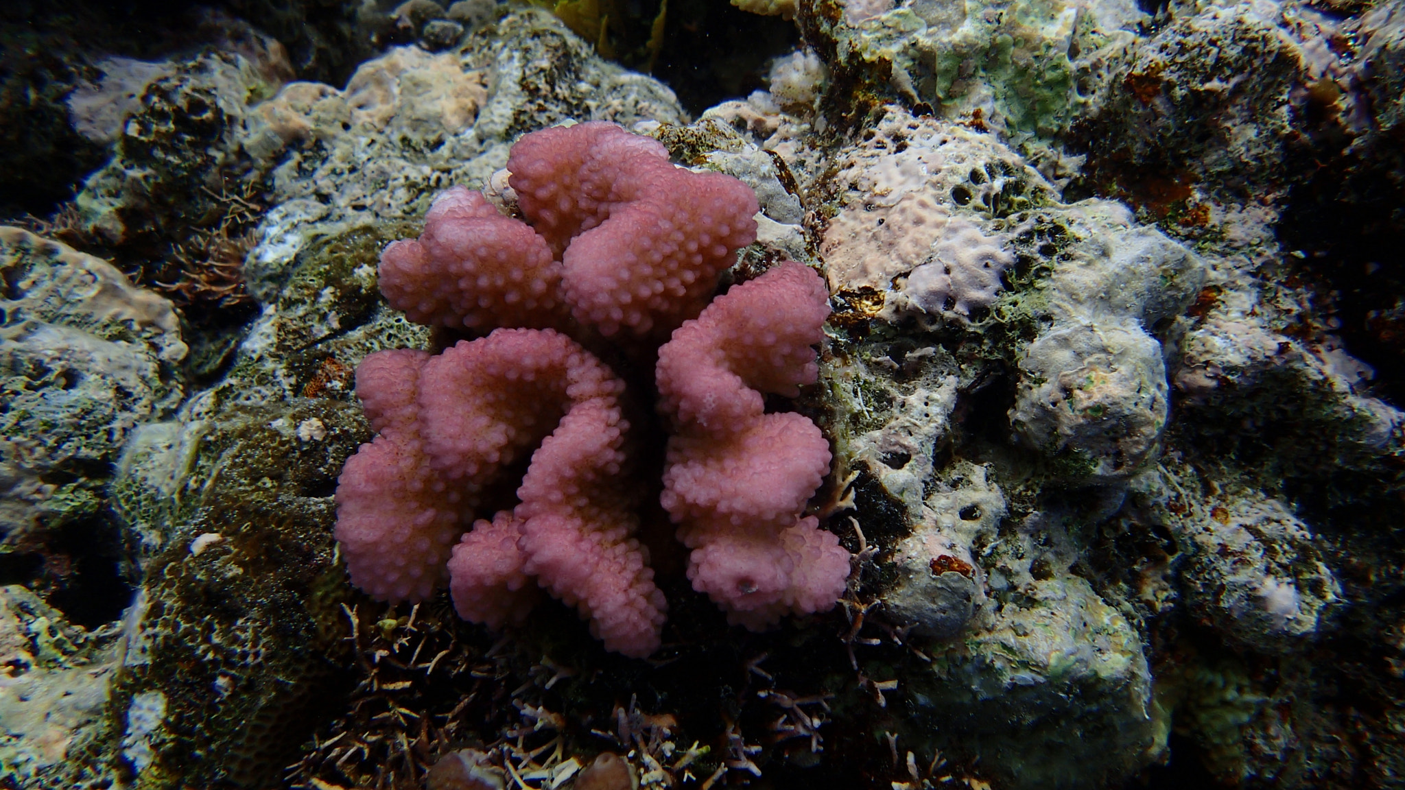 Olympus TG-1 sample photo. Pink coral photography