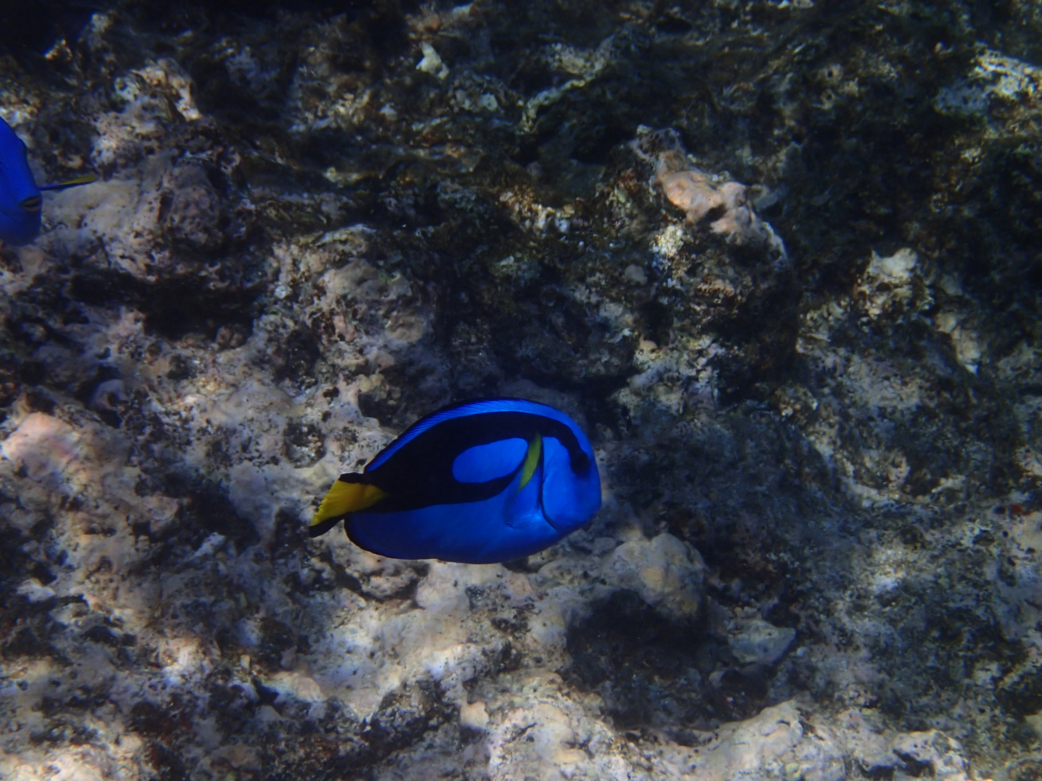 Olympus TG-1 sample photo. Found dory photography