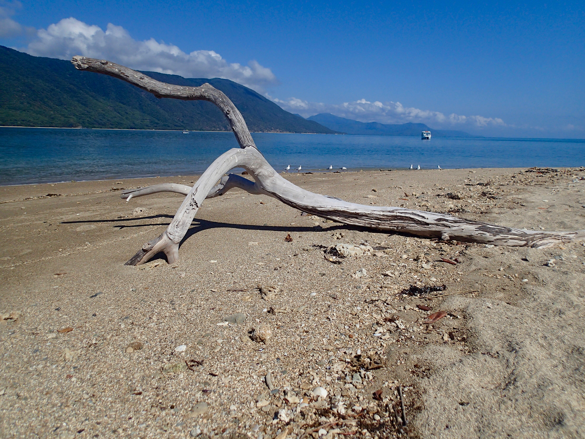 Olympus TG-1 sample photo. Drift wood photography