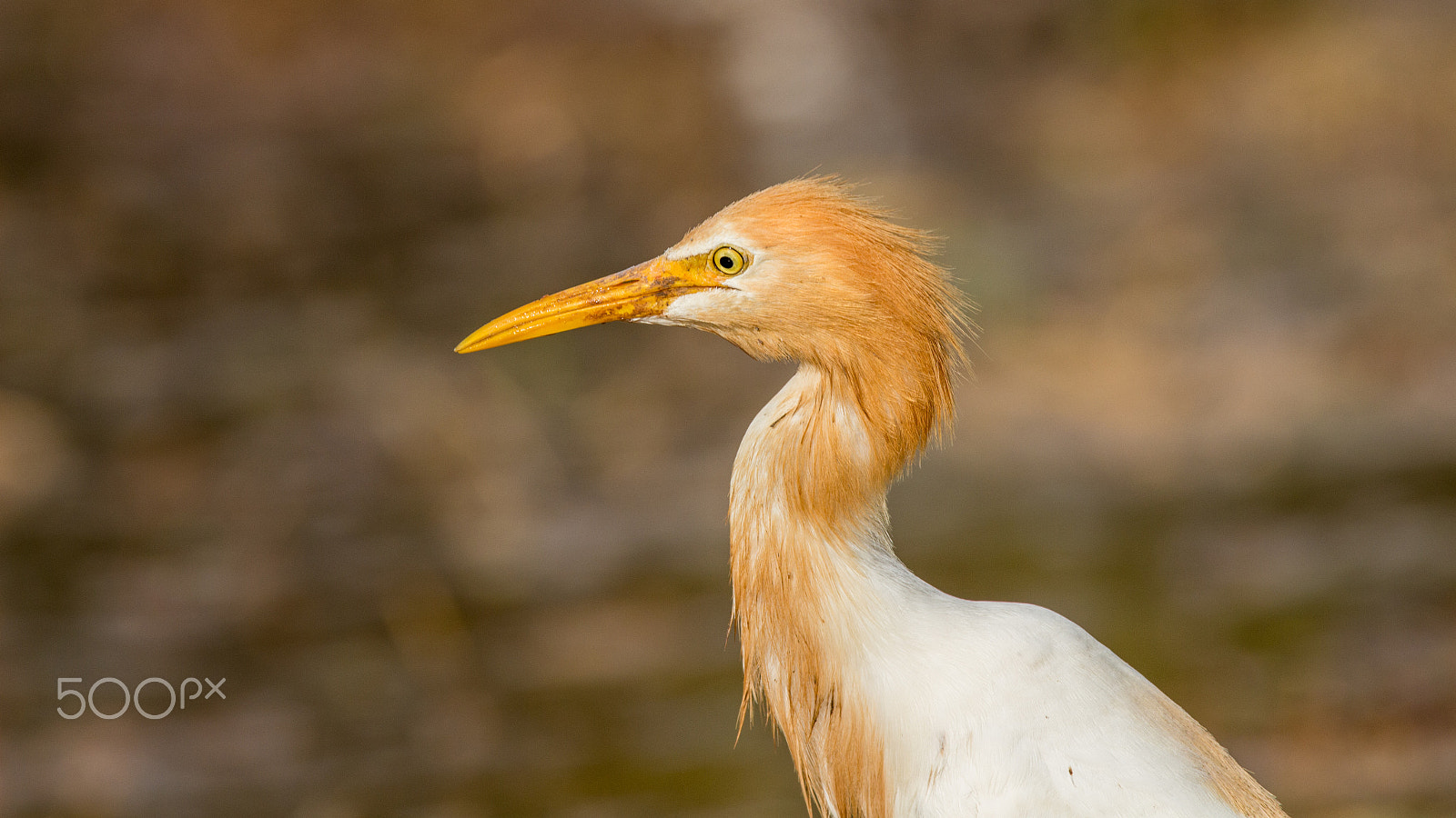 150-600mm F5-6.3 DG OS HSM | Contemporary 015 sample photo. Img photography