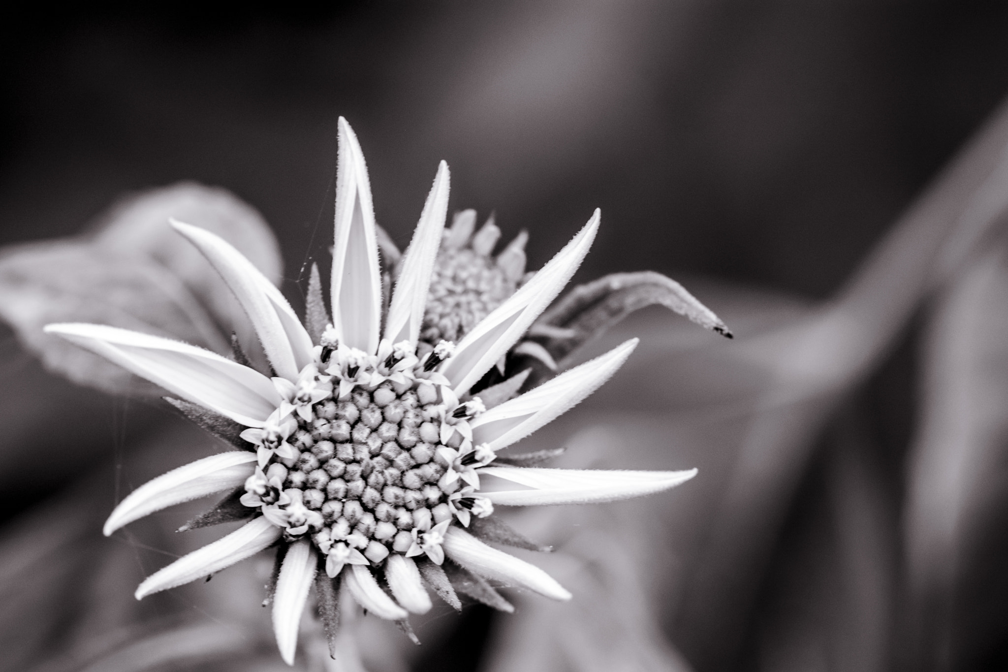 Nikon AF-S Micro-Nikkor 105mm F2.8G IF-ED VR sample photo. Flower power photography