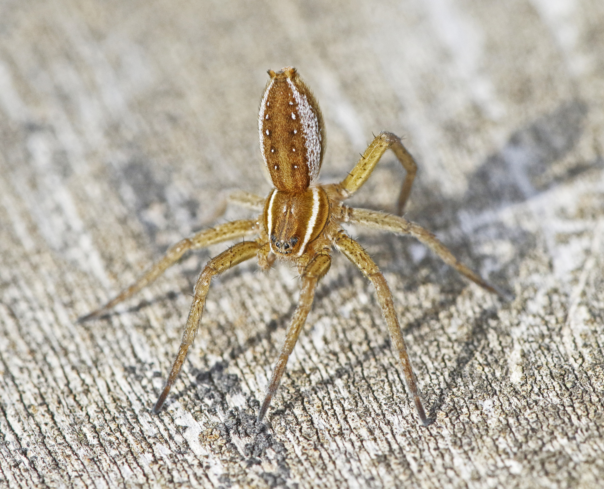 Canon EF 180mm F3.5L Macro USM sample photo. Six spotted fishing spider photography