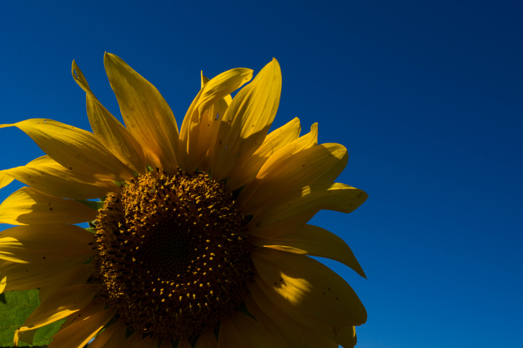 Sony Alpha NEX-7 + Sony E 30mm F3.5 Macro sample photo. Sun flower photography